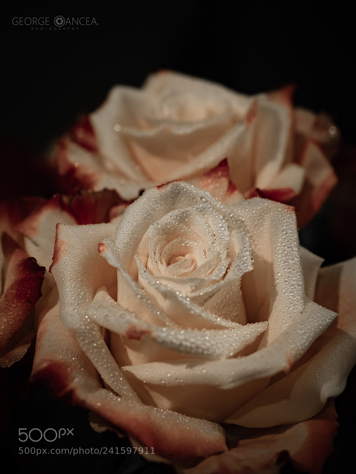 Olympus OM-D E-M5 II sample photo. Roses photography