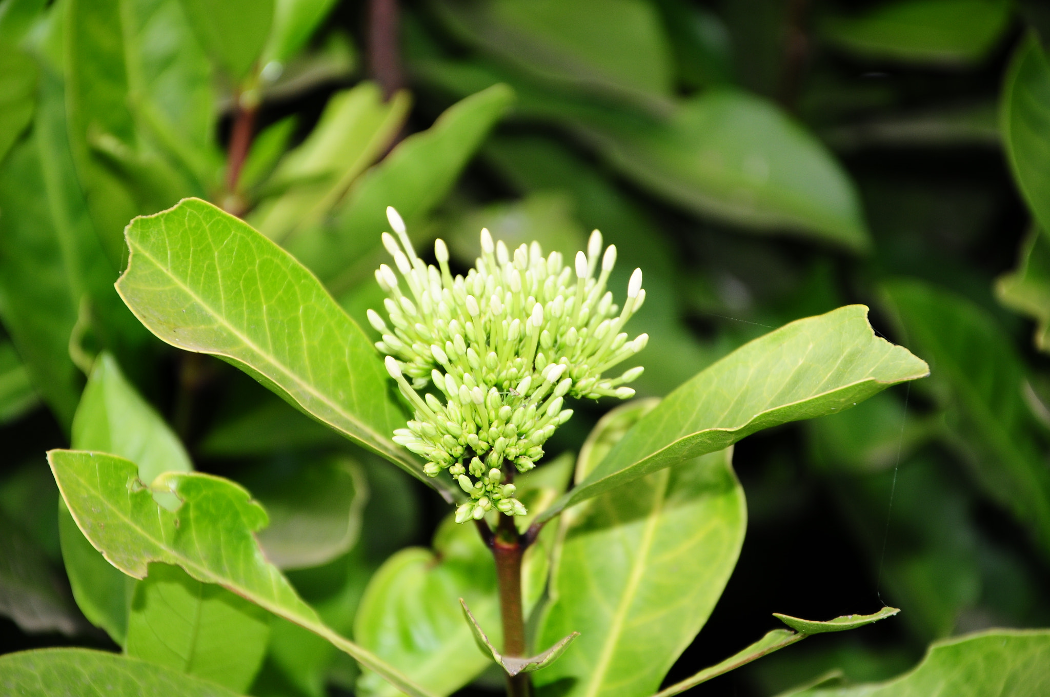 Nikon D300S sample photo