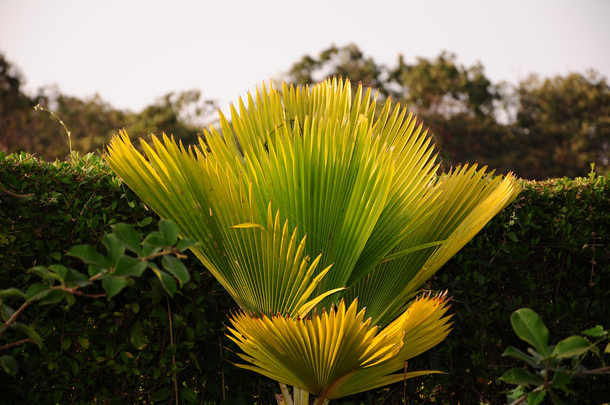 Nikon D300S sample photo