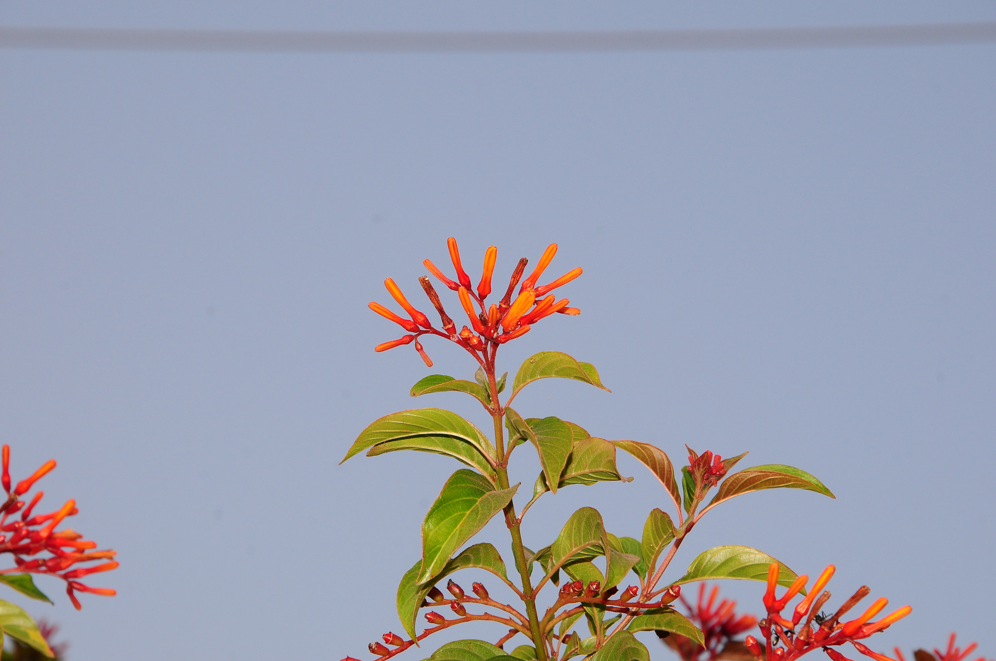 Nikon D300S sample photo