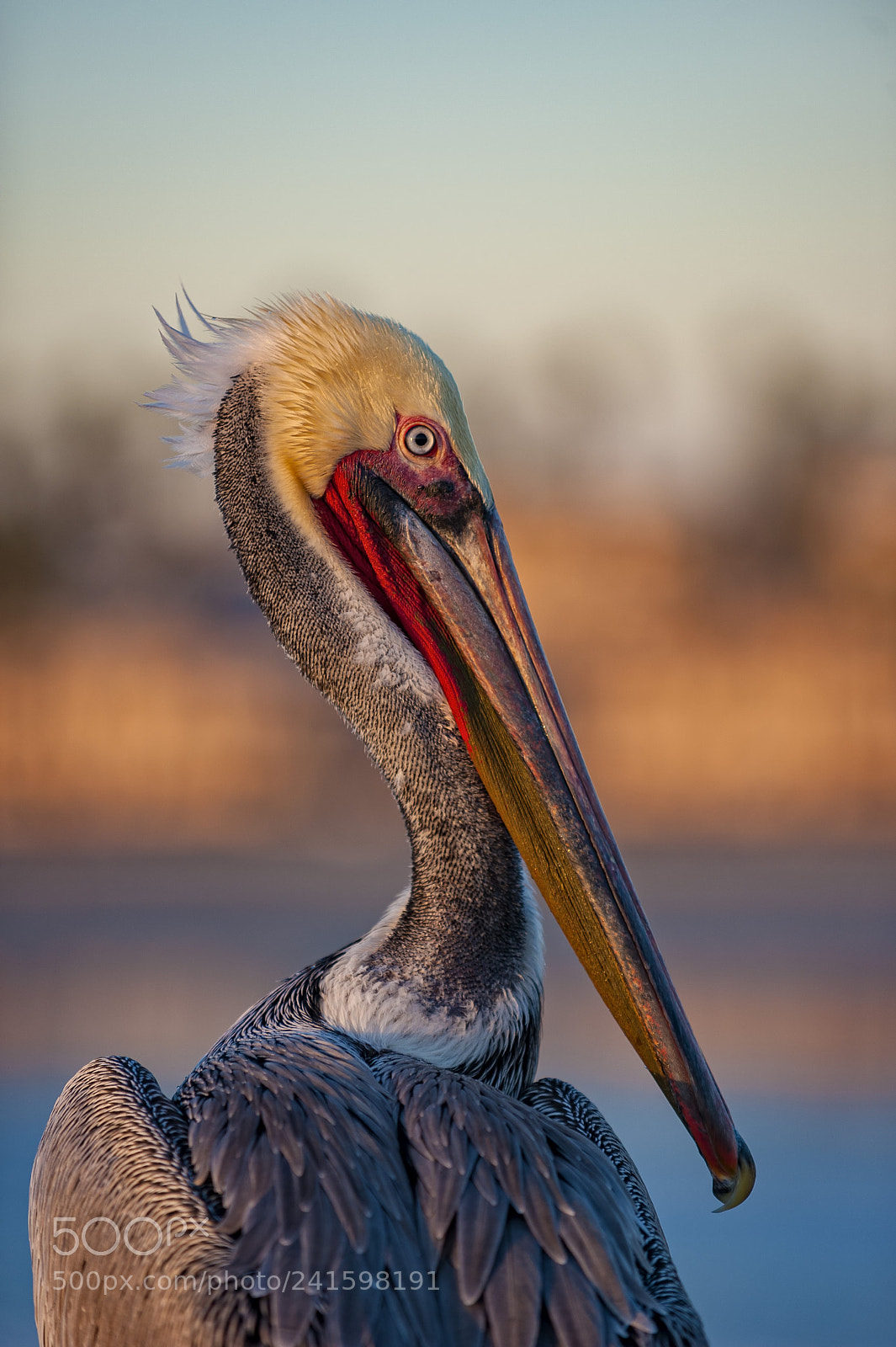 Nikon D700 sample photo. Charlie the pelican photography
