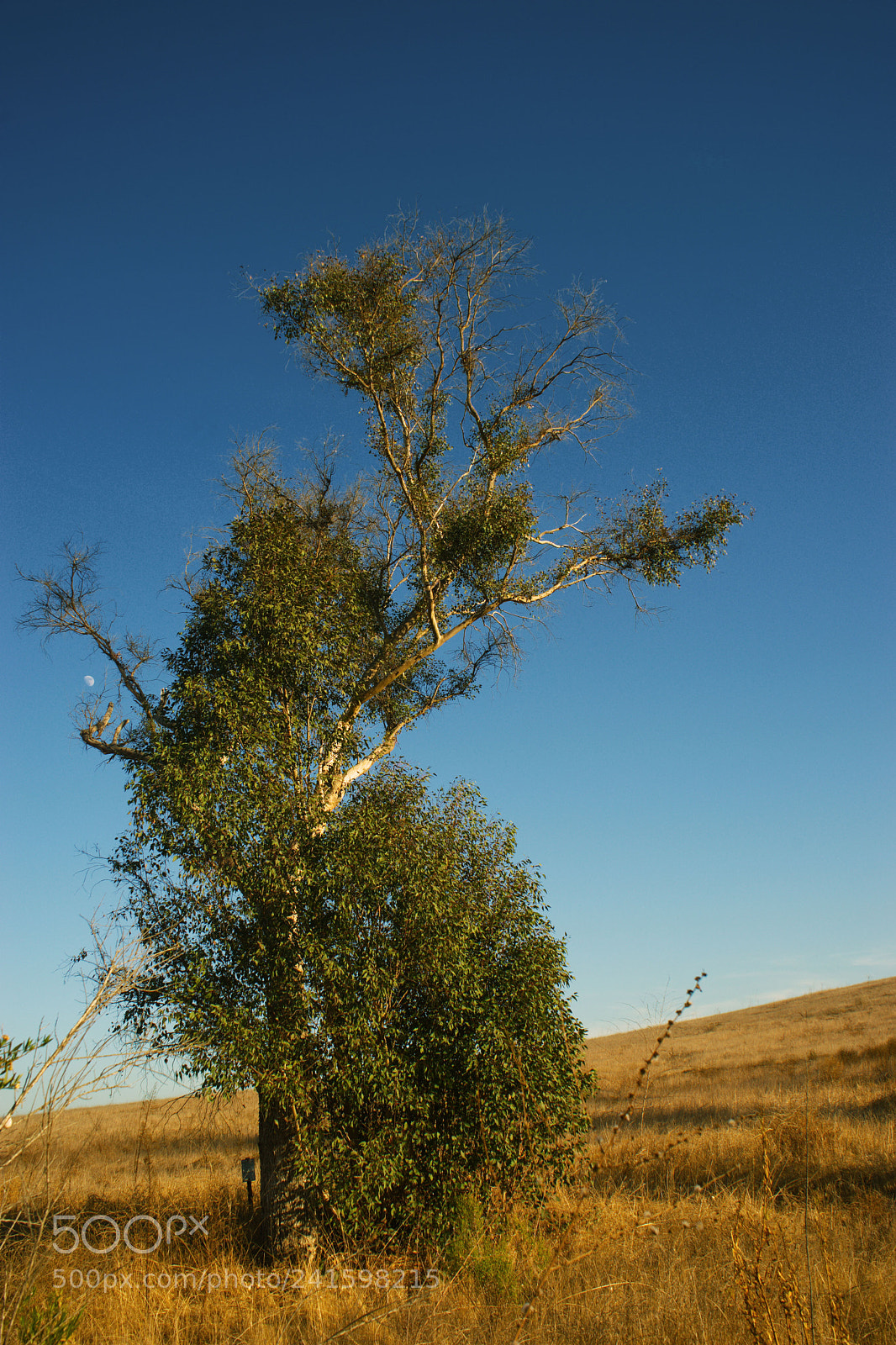 Sony a7 sample photo. Dancing tree photography