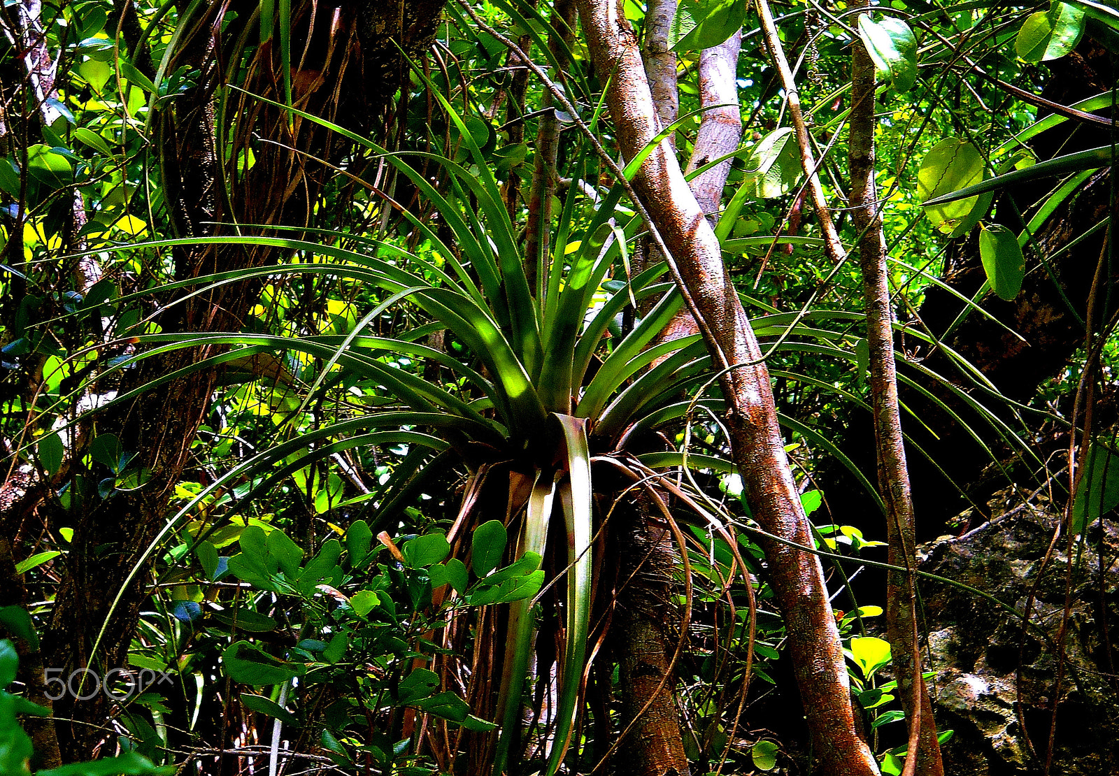 Nikon Coolpix L20 sample photo. Air plant photography
