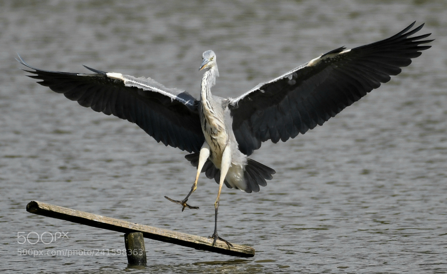 Nikon D500 sample photo. Show off photography