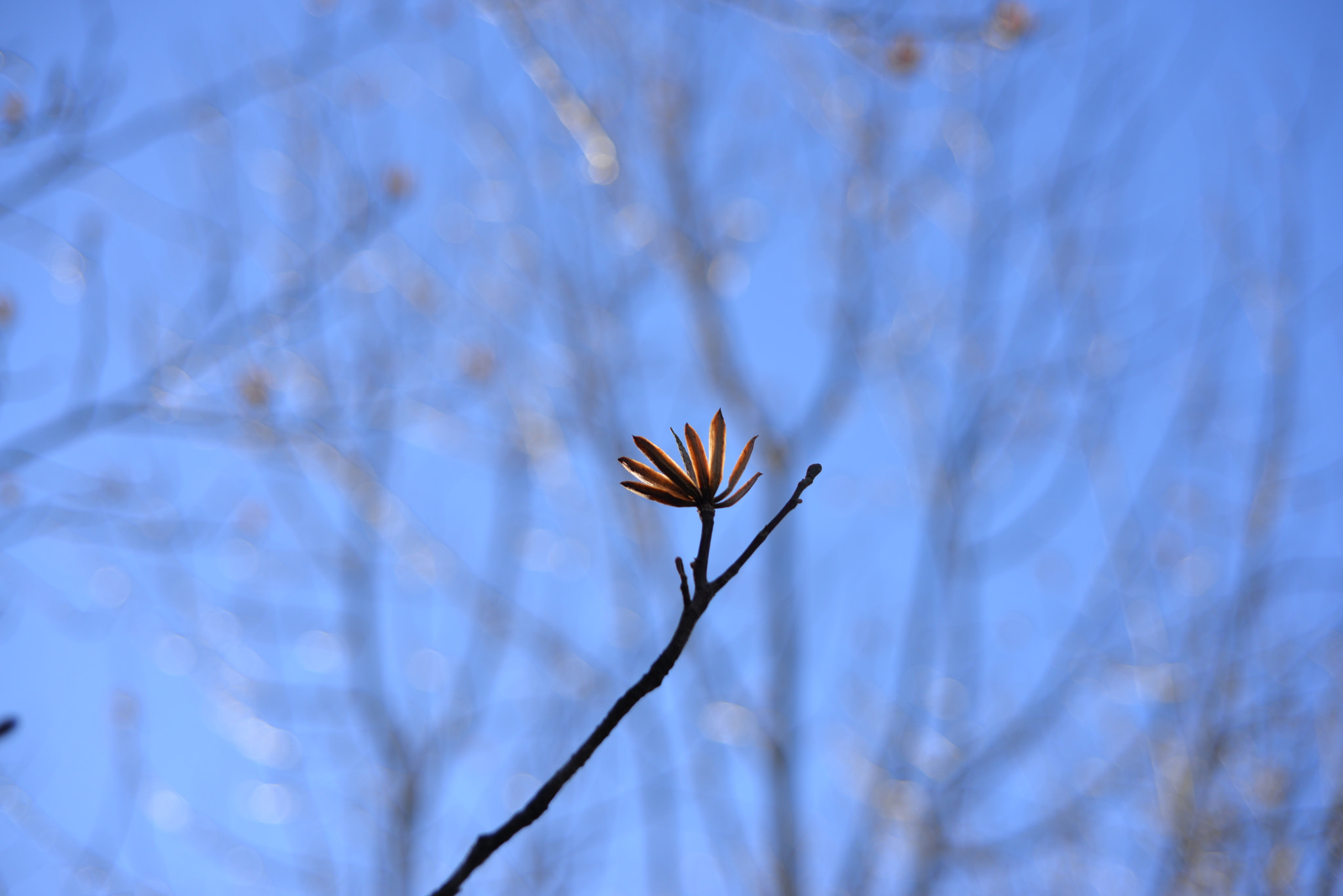 AF Zoom-Nikkor 35-105mm f/3.5-4.5D sample photo