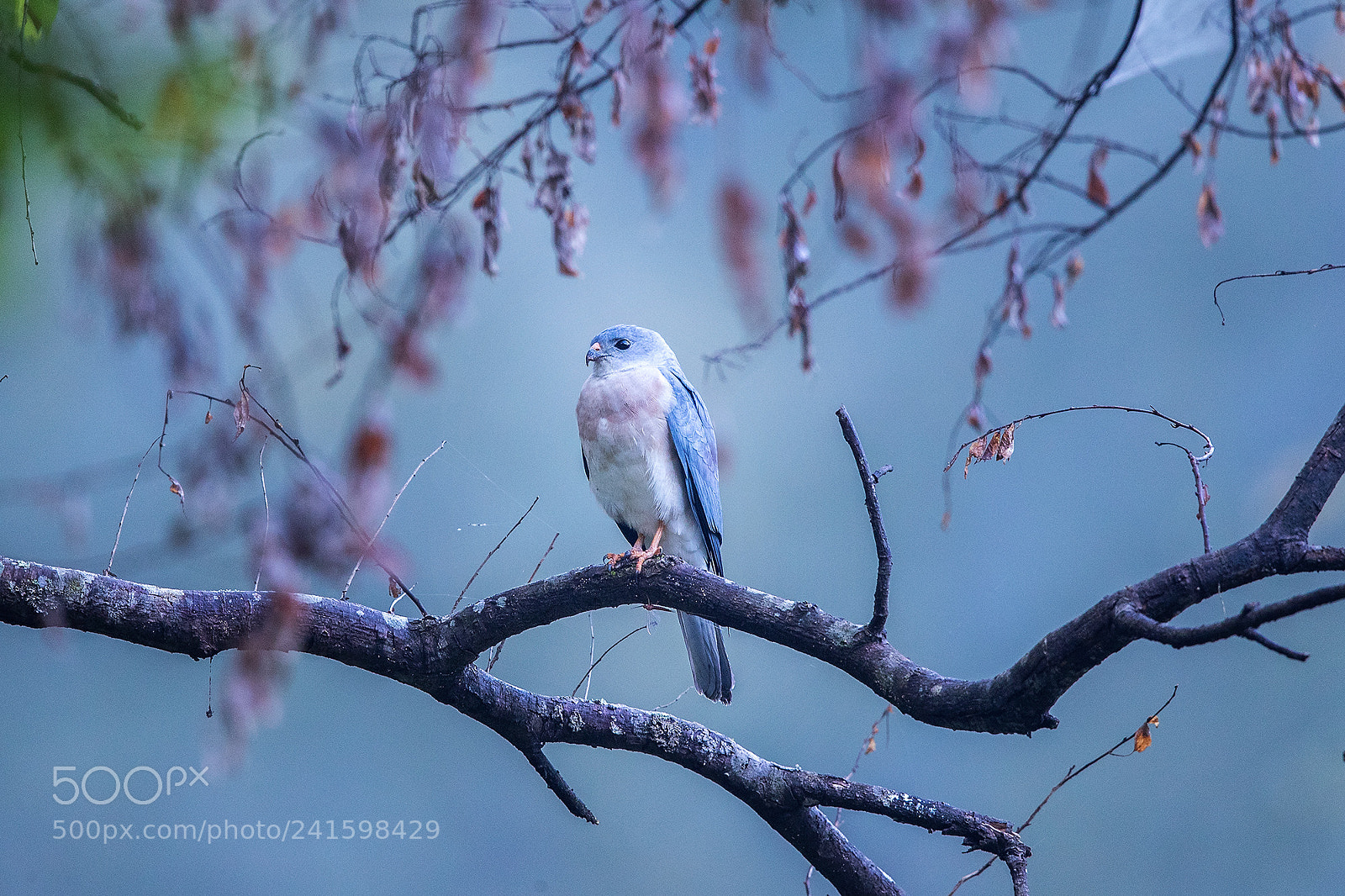 Canon EOS-1D X Mark II sample photo. China 2017 photography