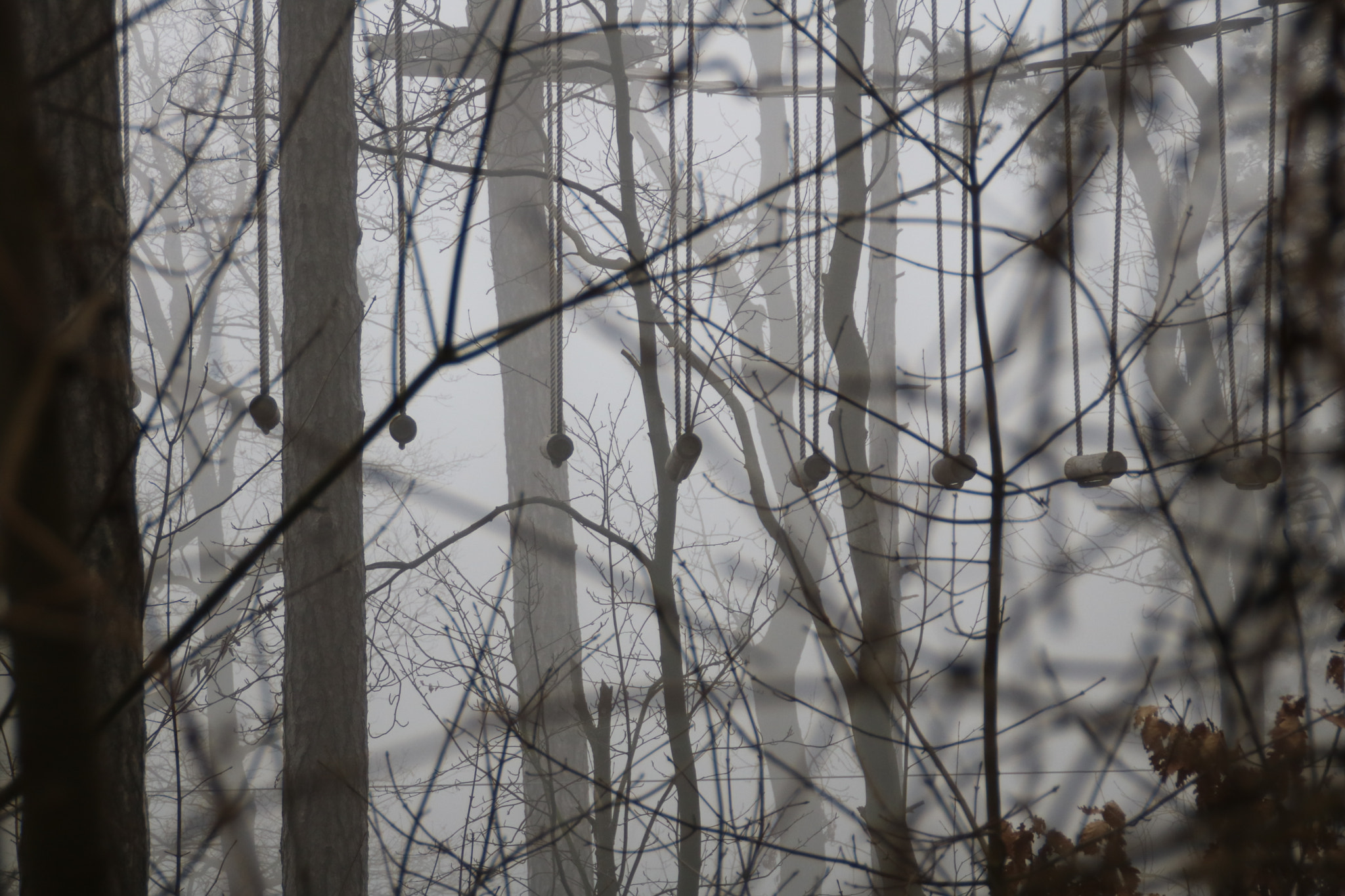 Canon EOS 750D (EOS Rebel T6i / EOS Kiss X8i) sample photo. Foggy forest photography