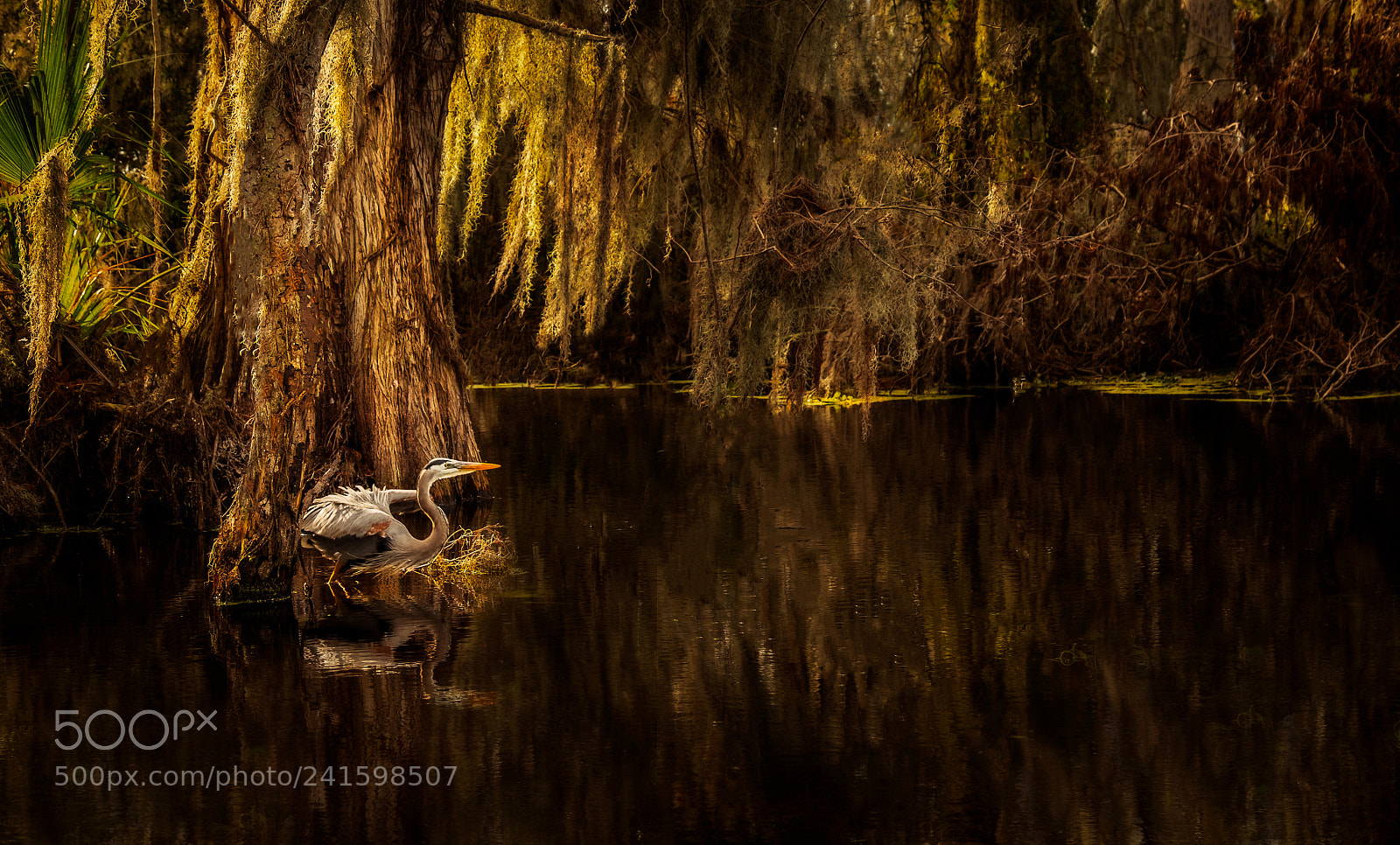 Fujifilm X-T1 sample photo. Florida photography