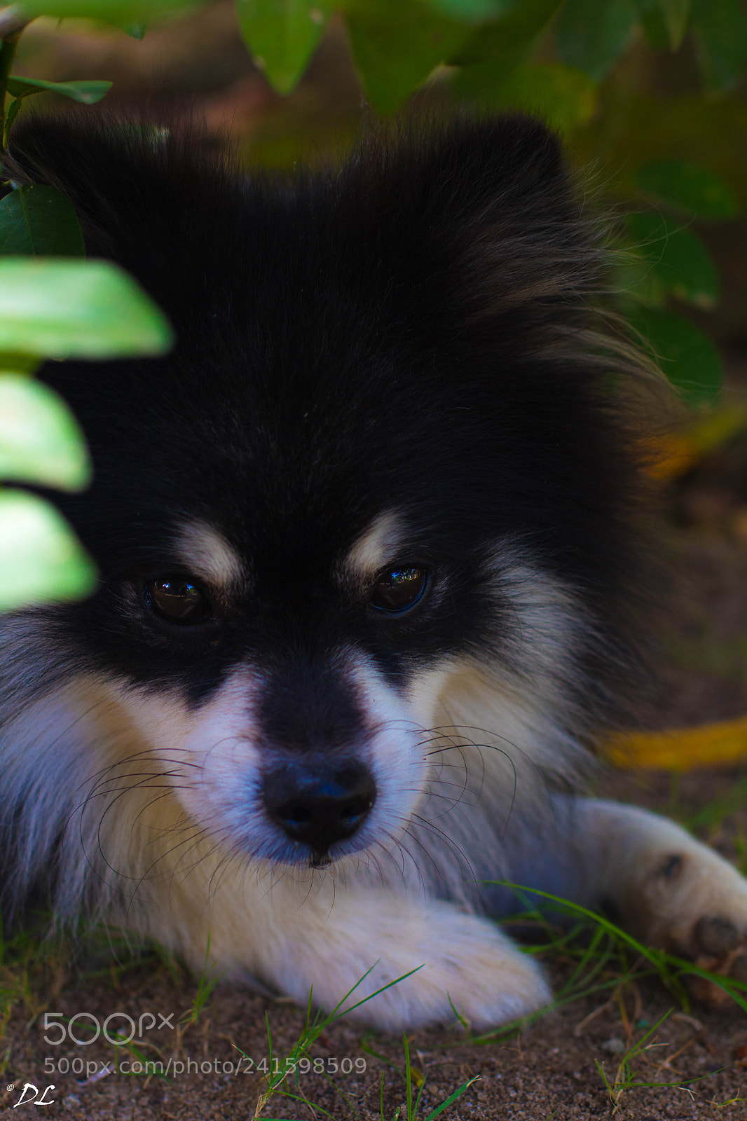 Canon EOS 1300D (EOS Rebel T6 / EOS Kiss X80) sample photo. Blacky photography