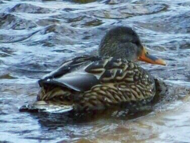 Nikon Coolpix B500 sample photo. Duck out for a photography
