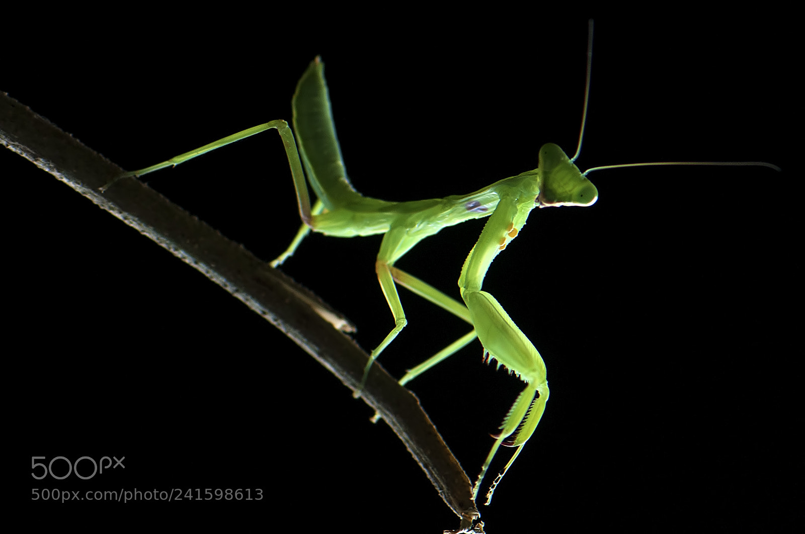 Nikon D90 sample photo. Mantis in the dark photography