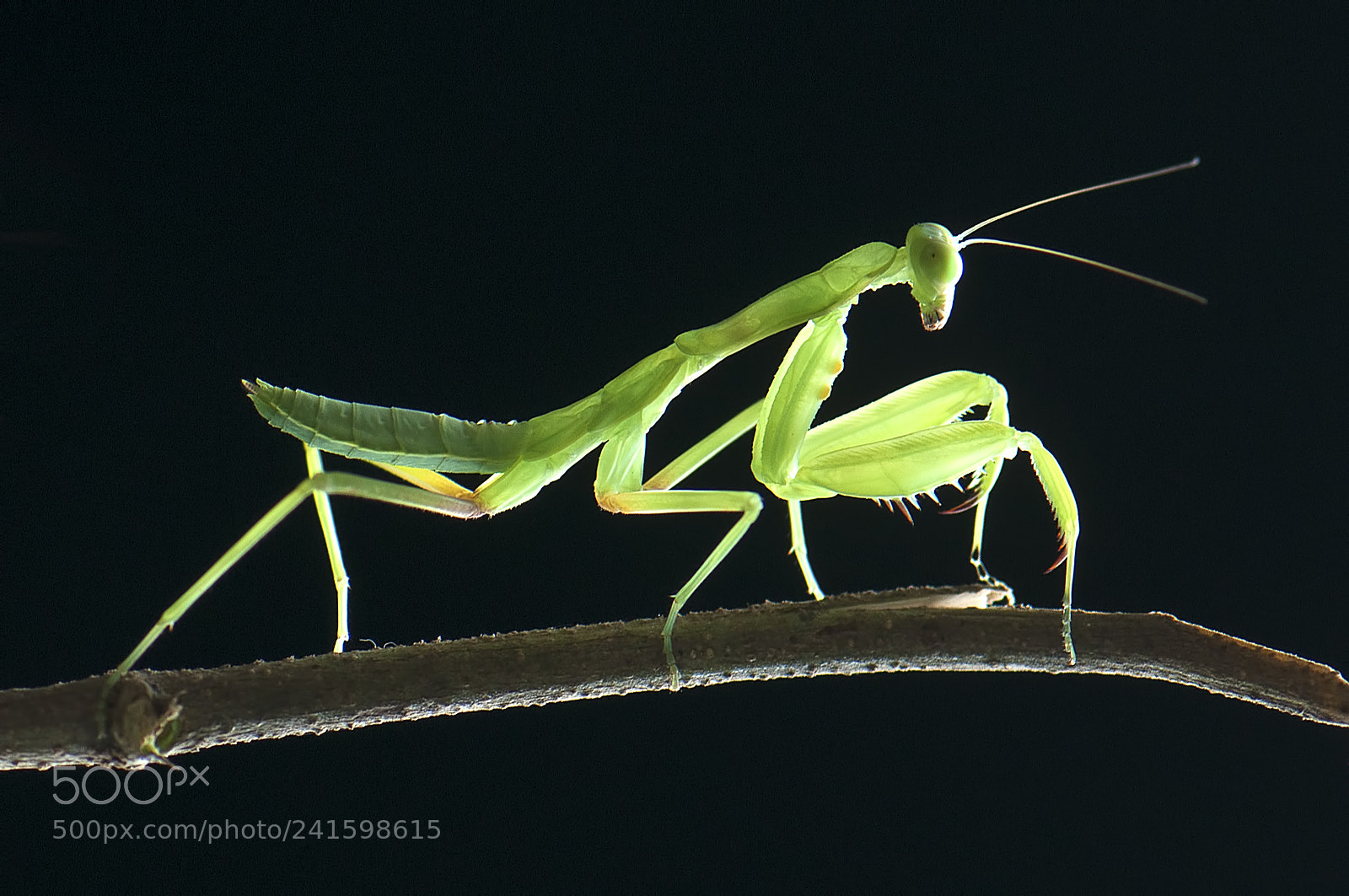 Nikon D90 sample photo. Mantis photography