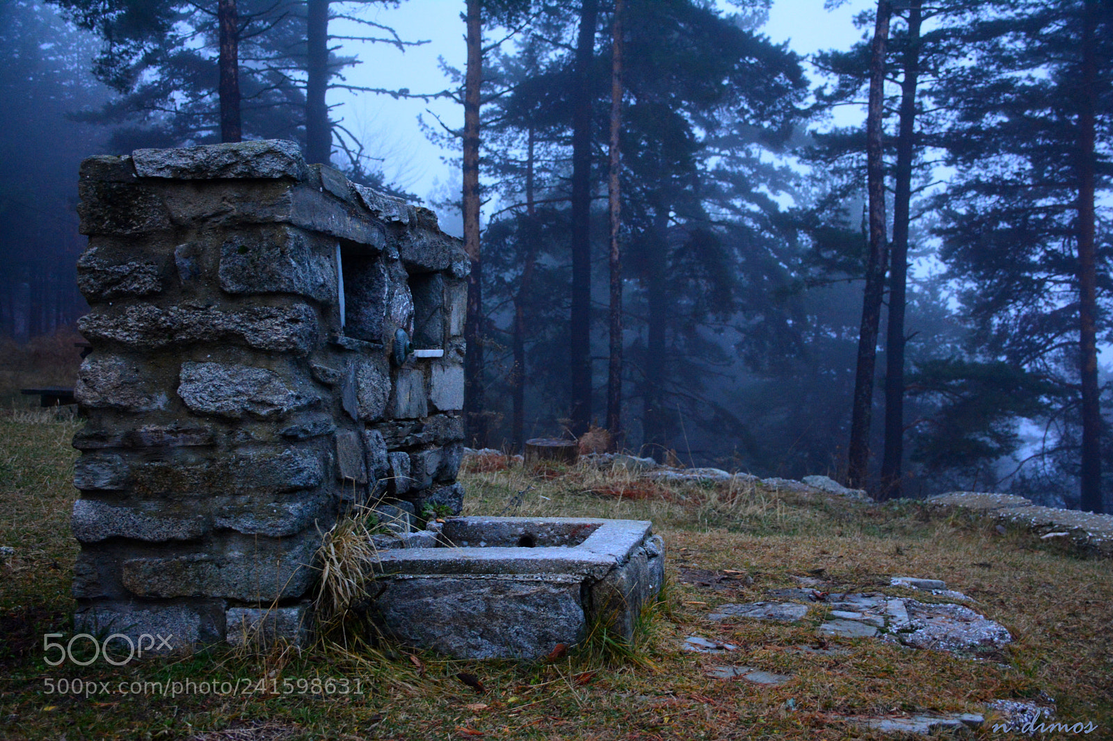 Nikon D7100 sample photo. In the forest photography