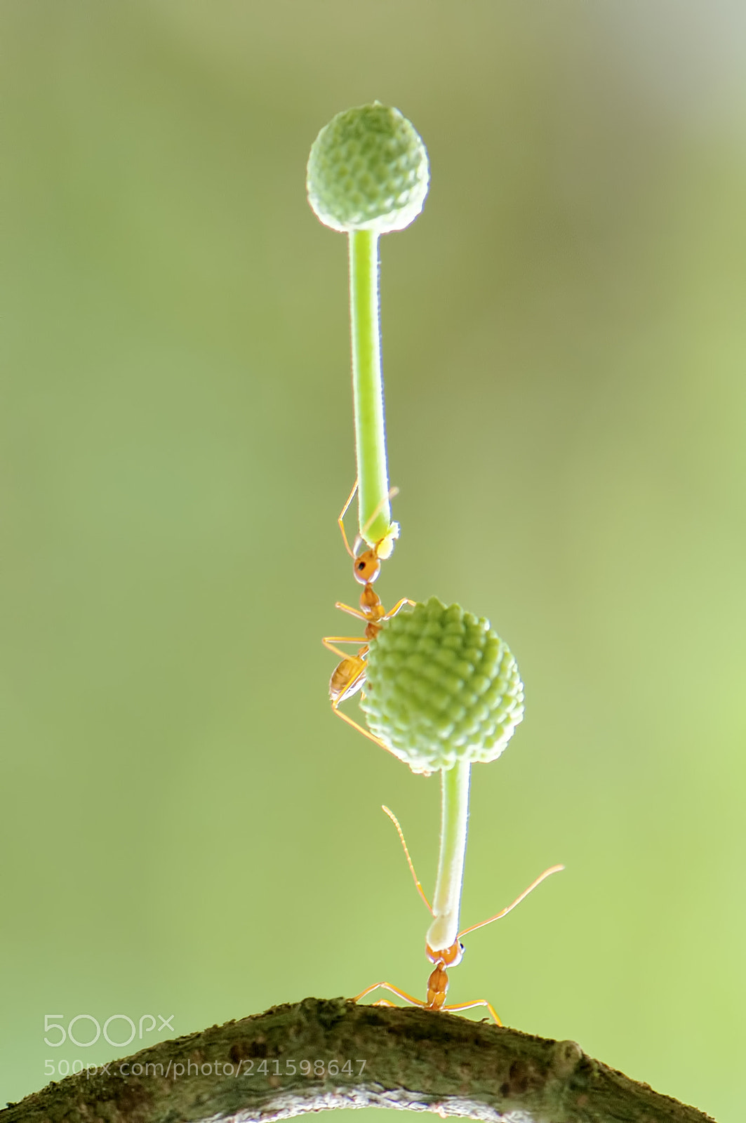 Nikon D90 sample photo. Strong ant photography