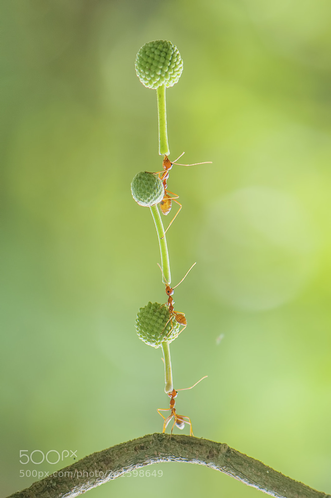 Nikon D90 sample photo. Stronger ant photography