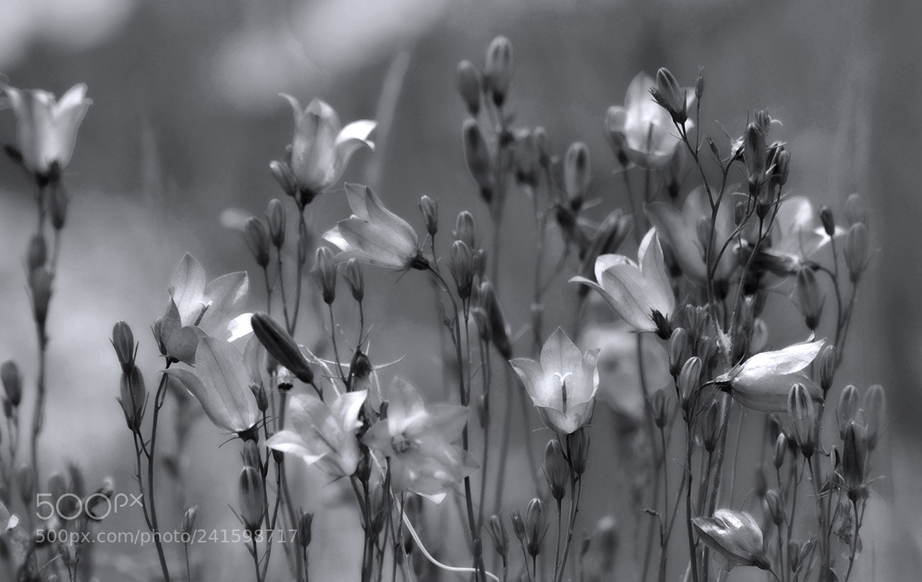 Nikon D3100 sample photo. Sweet memory photography