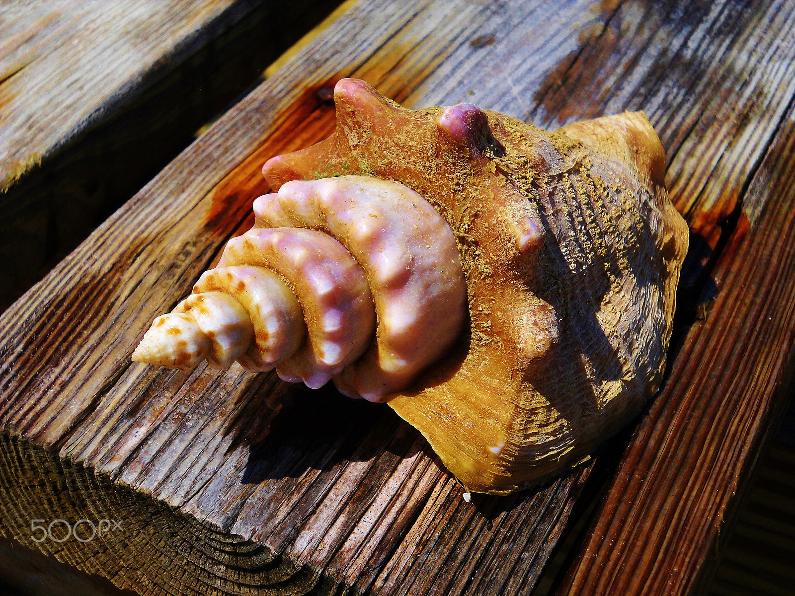 Nikon Coolpix L20 sample photo. Conch photography