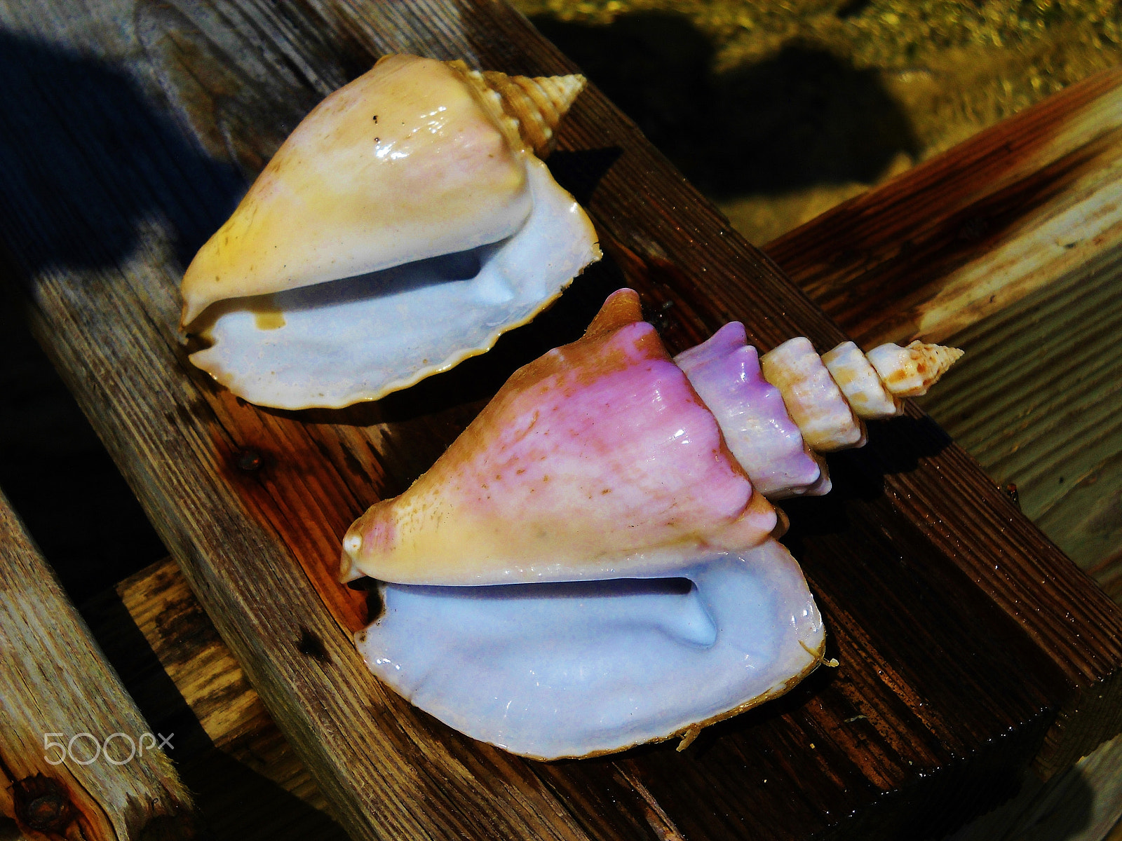 Nikon Coolpix L20 sample photo. Unique conch spire photography