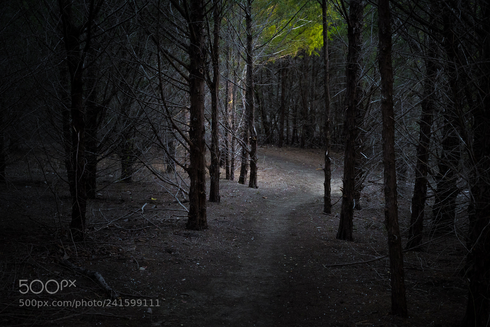 Nikon D500 sample photo. A walk inthe park photography