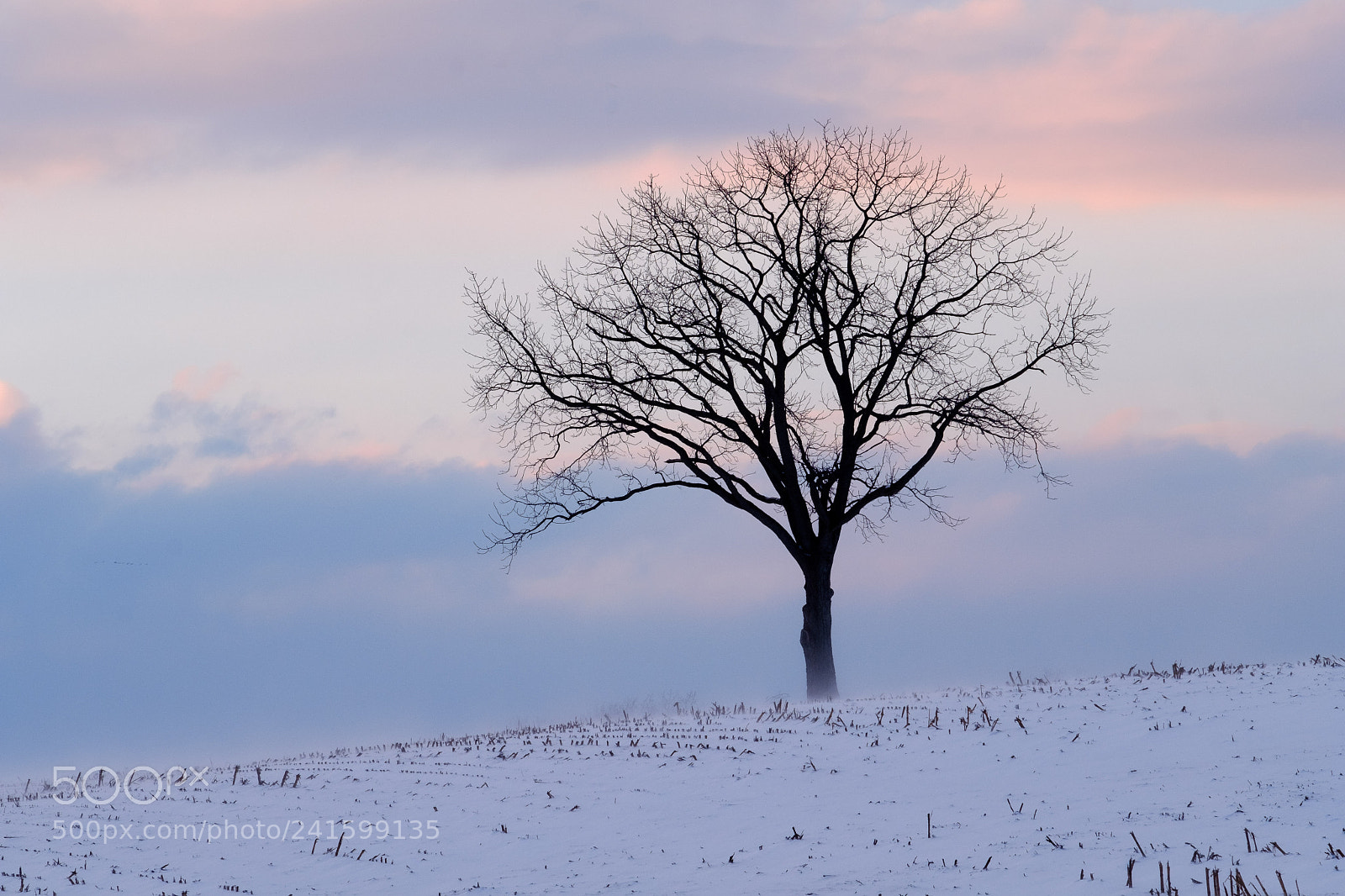 Fujifilm X-T2 sample photo. Single tree in winter photography