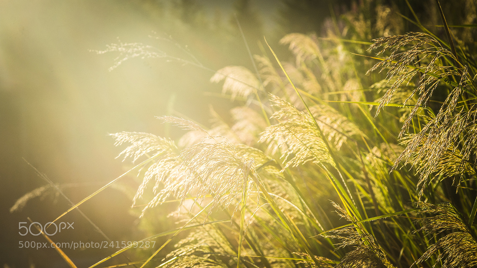 Sony a7 II sample photo. Kissed by the sun photography