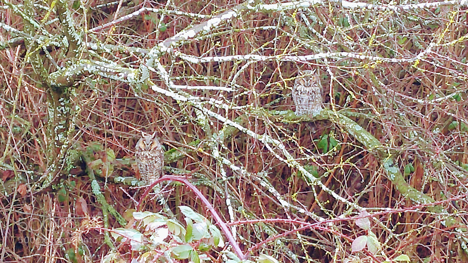 LG G4 sample photo. Long eared owls photography
