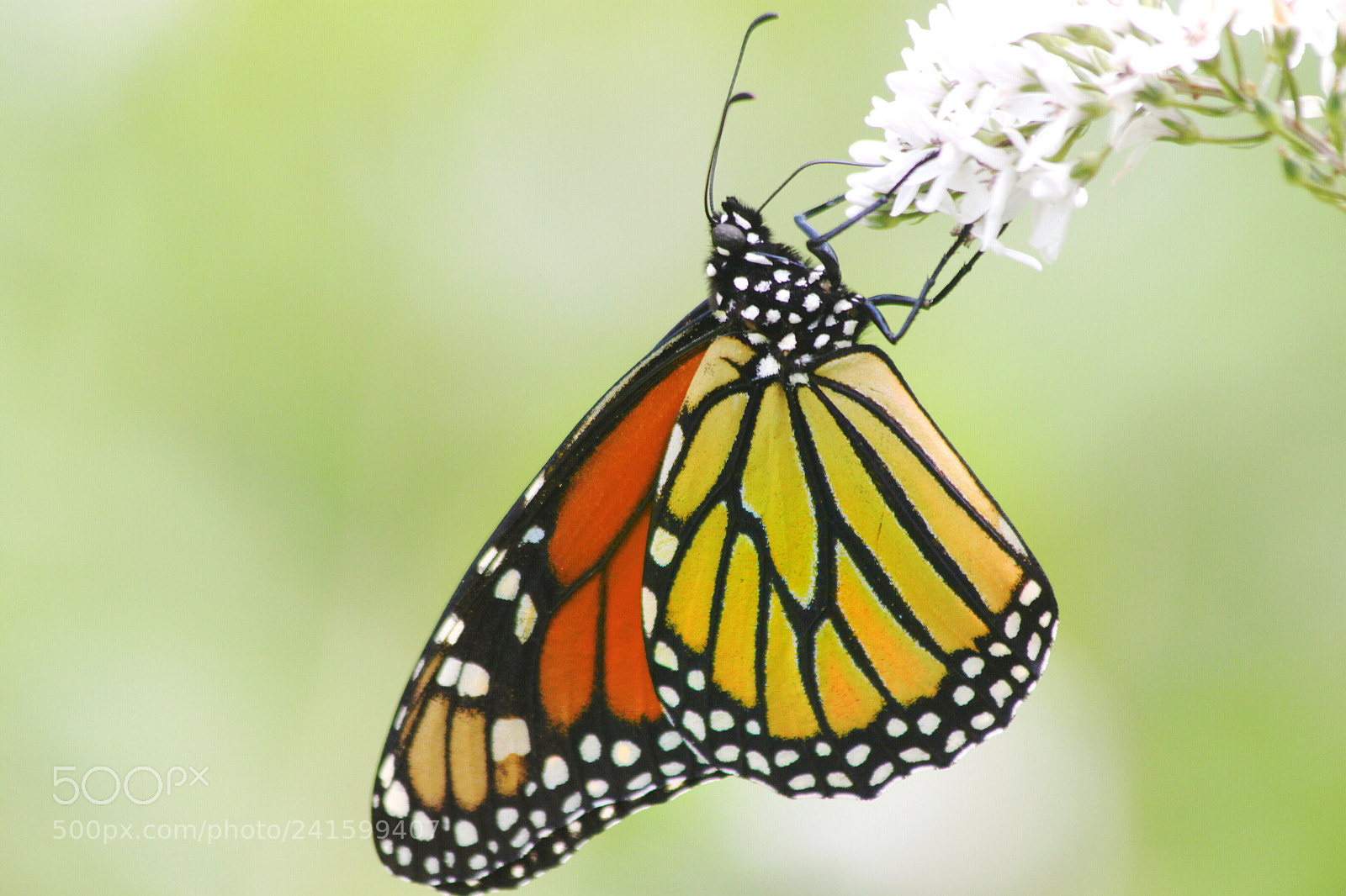 Canon EOS 500D (EOS Rebel T1i / EOS Kiss X3) sample photo. Butterfly photography
