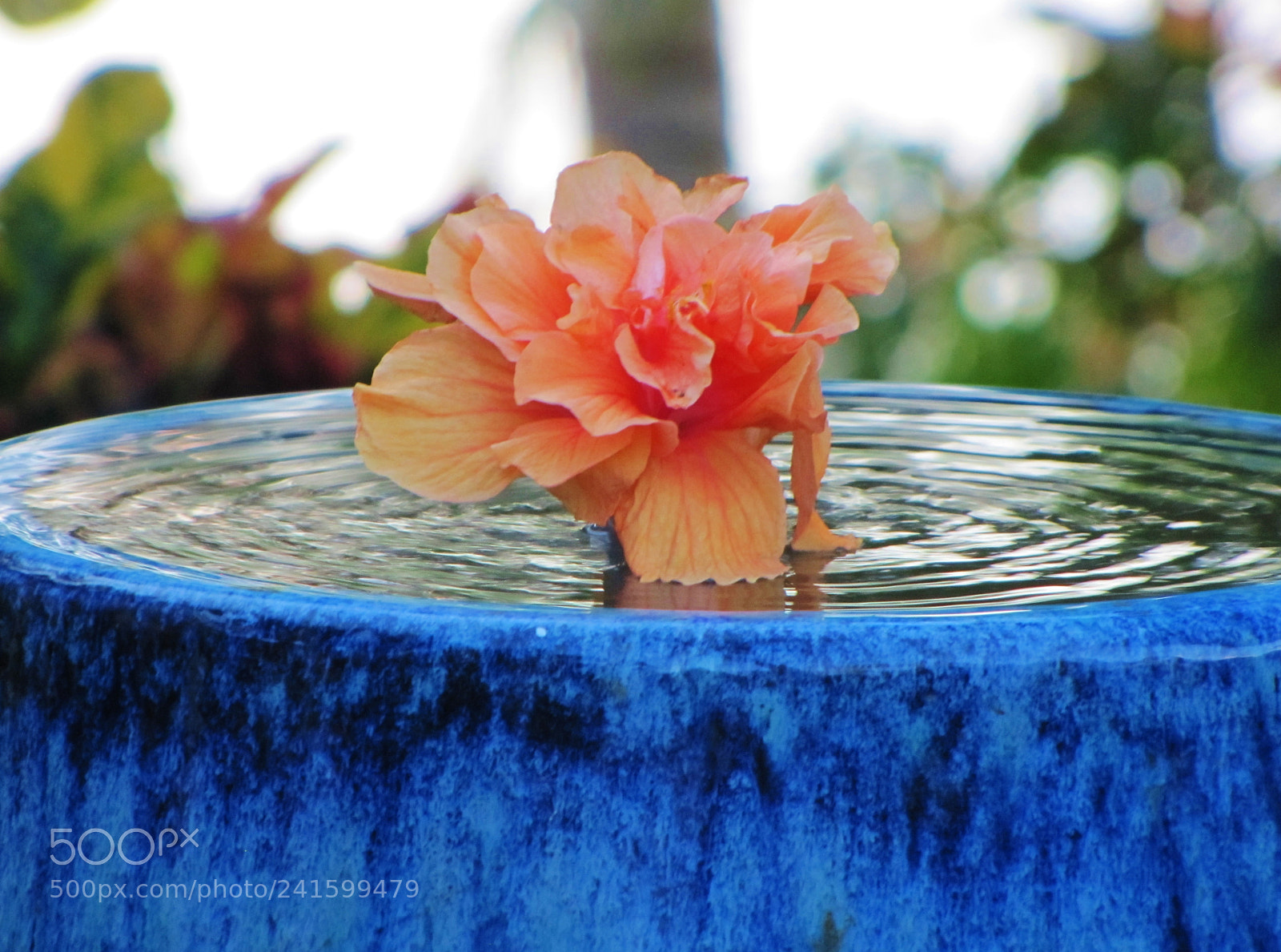 Canon PowerShot SX20 IS sample photo. Floating hibiscus photography