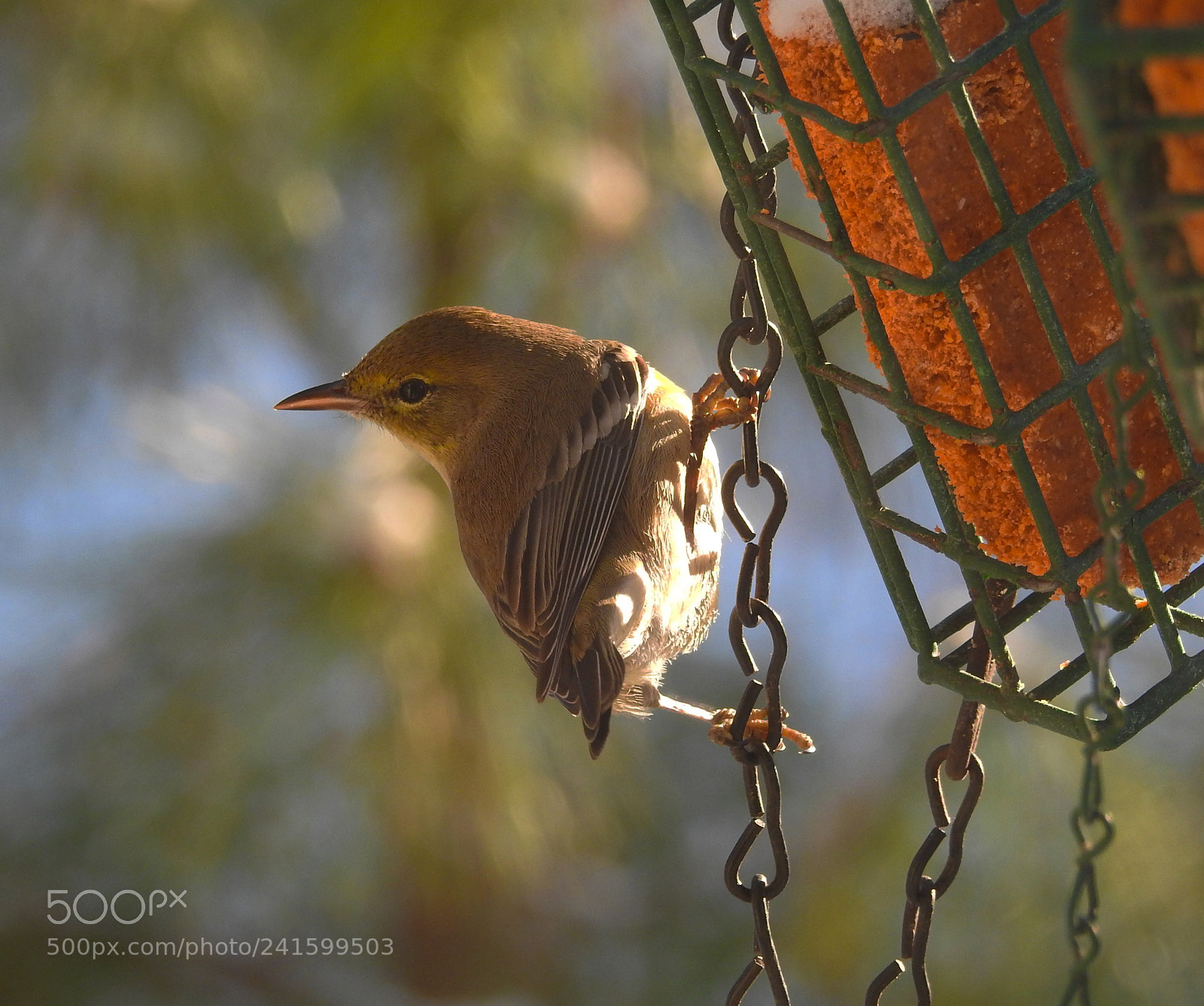 Nikon Coolpix P900 sample photo. Birds of winter photography