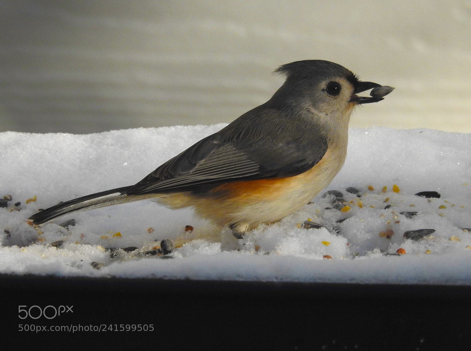 Nikon Coolpix P900 sample photo. Birds of winter photography