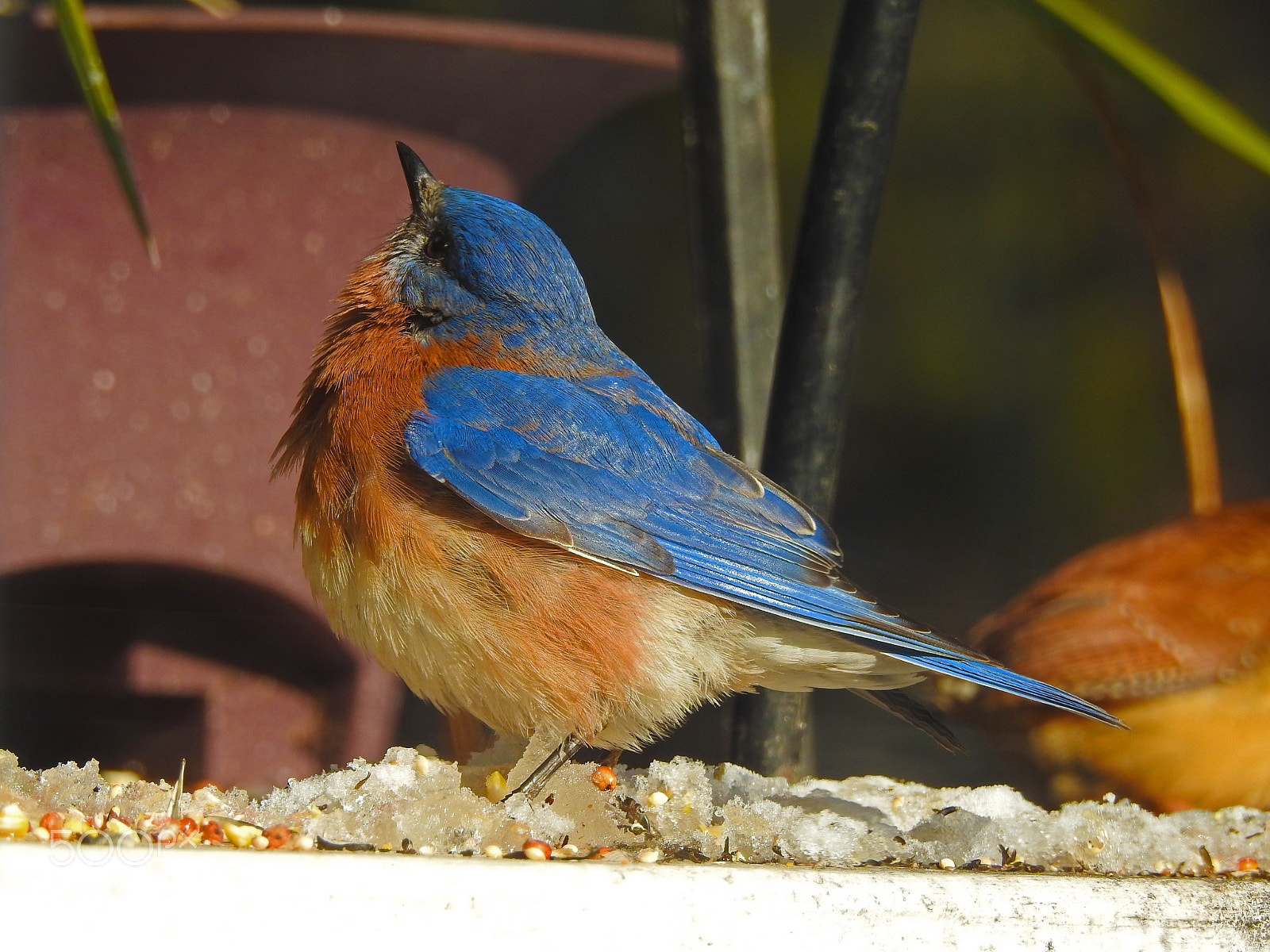 Nikon Coolpix P900 sample photo. Birds of winter photography