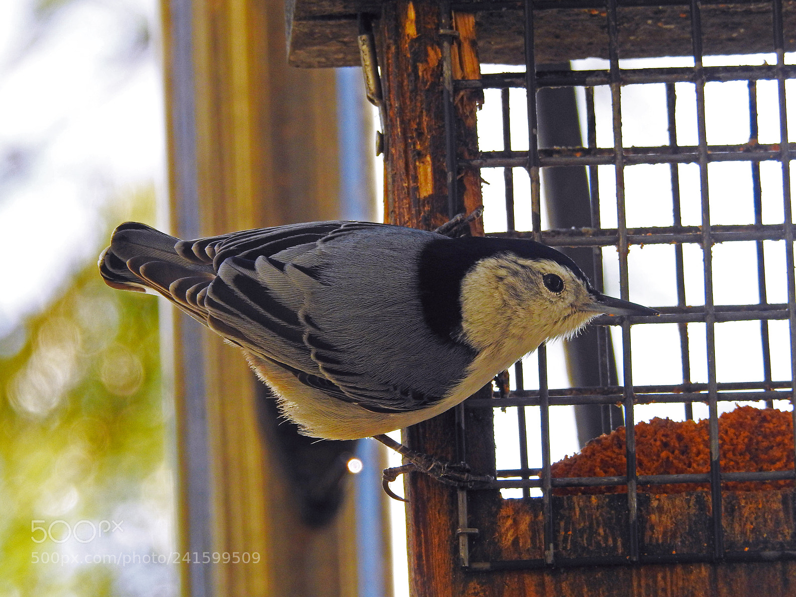 Nikon Coolpix P900 sample photo. Birds of winter photography