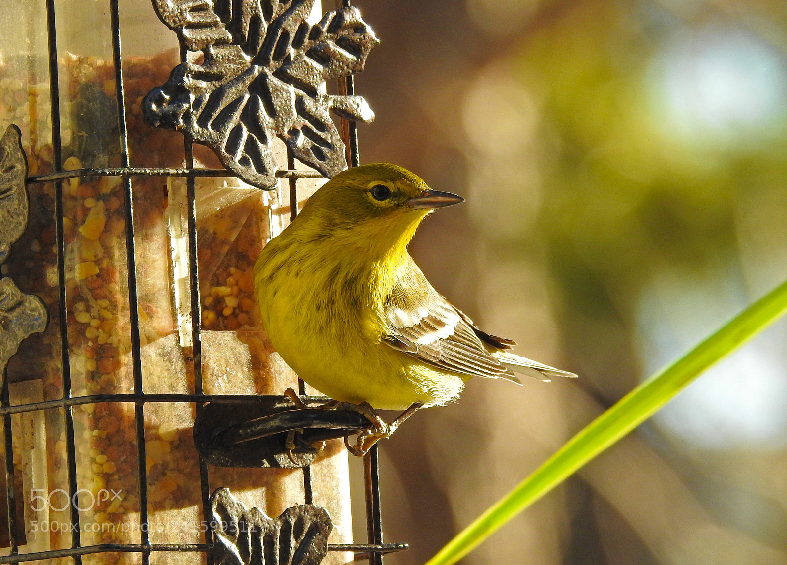 Nikon Coolpix P900 sample photo. Birds of winter photography