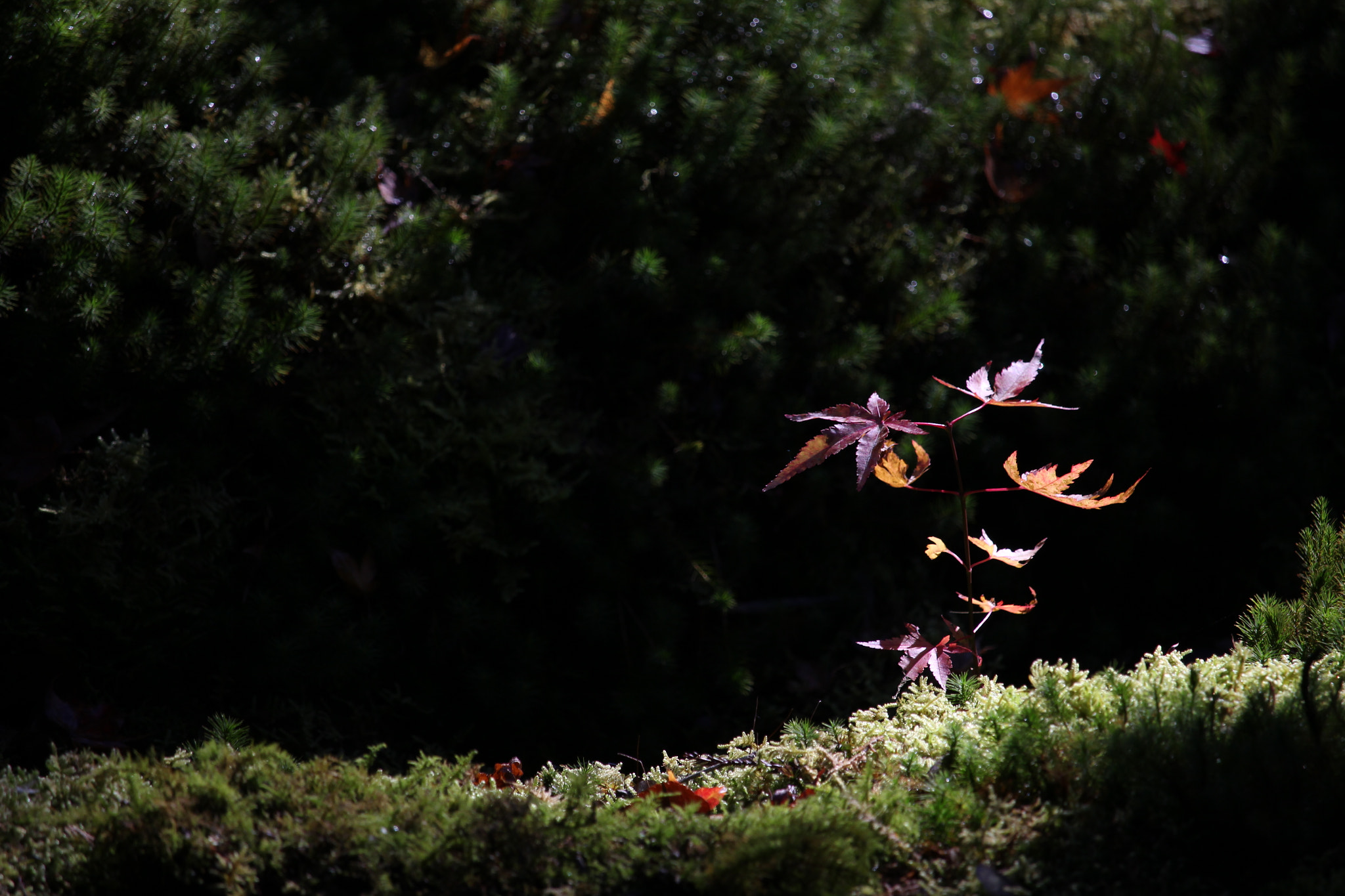 Canon EF-S 55-250mm F4-5.6 IS STM sample photo