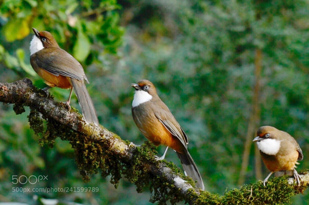 Nikon D500 sample photo. White-fronted laughingthrush at bhimtal photography