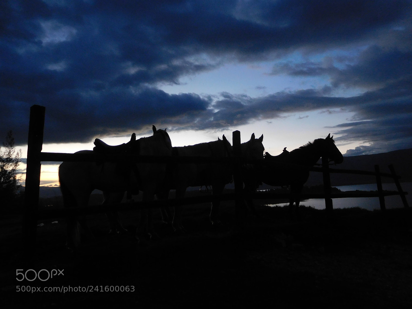 Nikon Coolpix S7000 sample photo. Caballos en la laguna photography