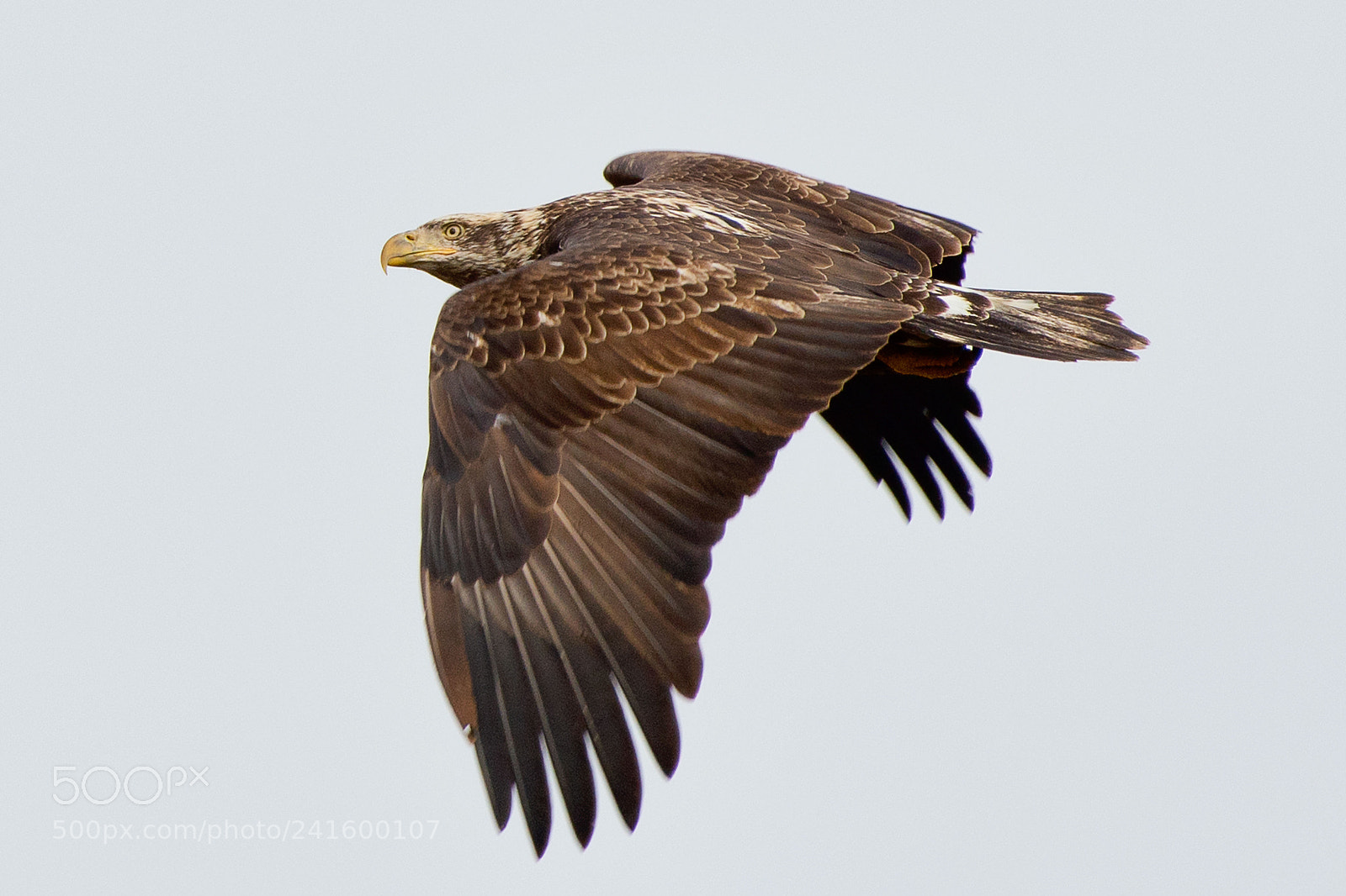Nikon D500 sample photo. Juvenile bald eagle photography