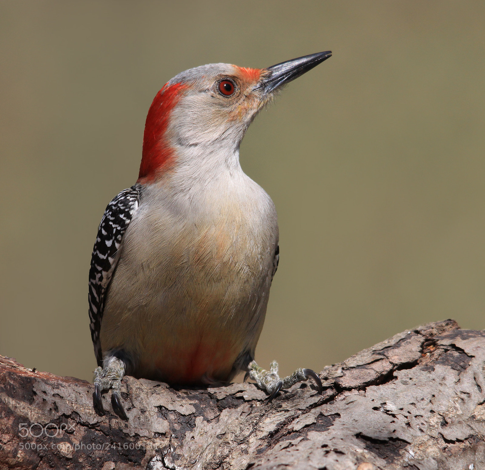 Canon EOS 500D (EOS Rebel T1i / EOS Kiss X3) sample photo. Red bellied woodpecker photography