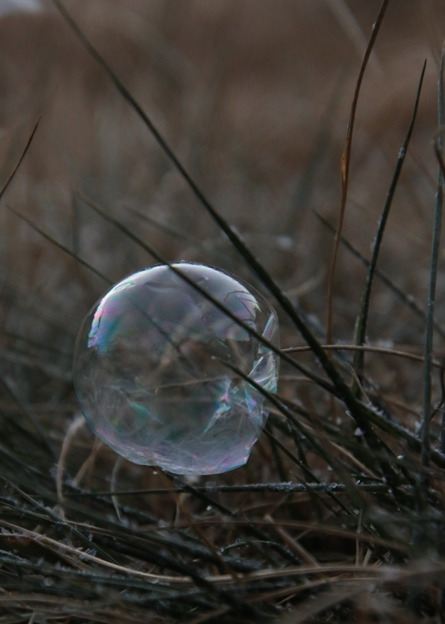 Canon EF 300mm F2.8L IS II USM sample photo. Piercing grass photography