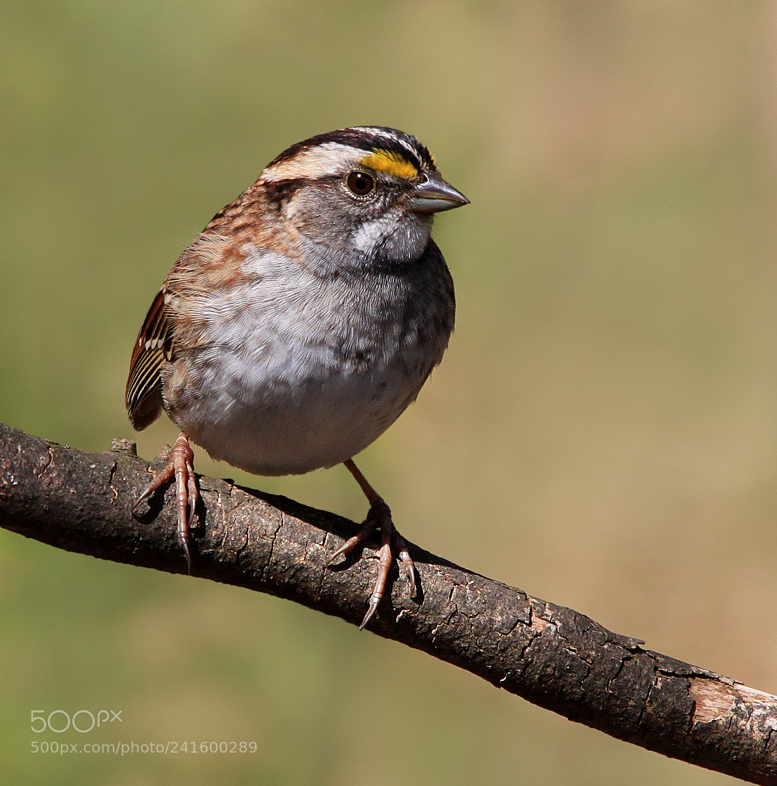 Canon EOS 500D (EOS Rebel T1i / EOS Kiss X3) sample photo. White throated sparrow photography