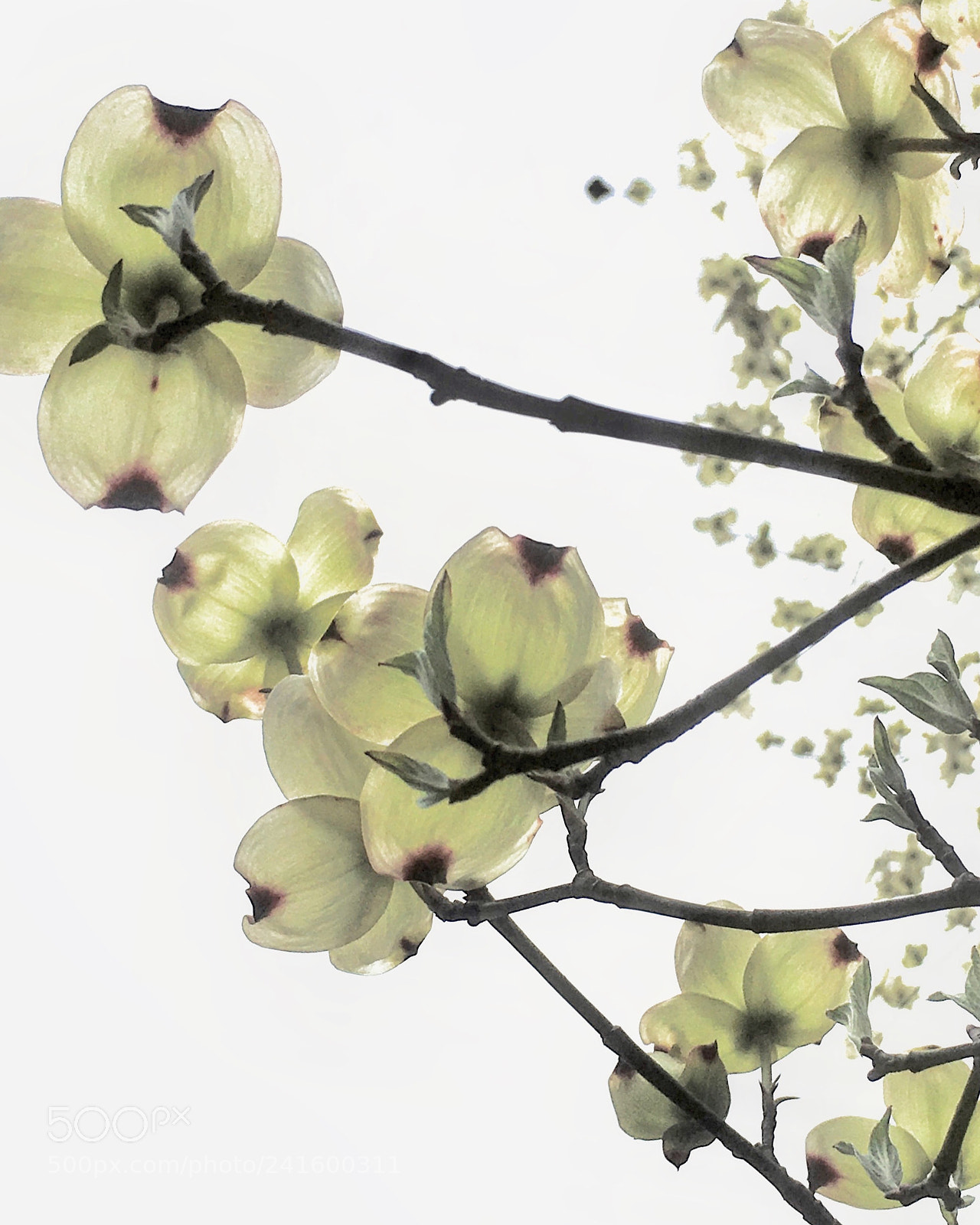 Apple iPhone SE sample photo. Dogwood flowers photography