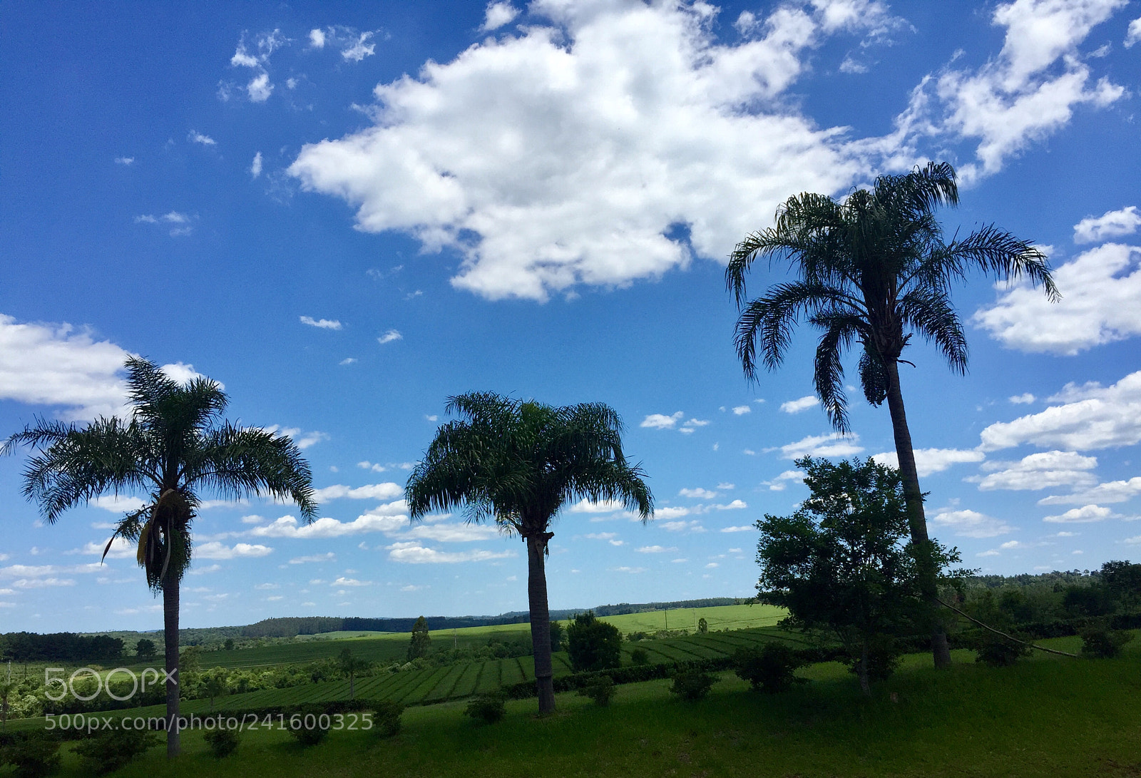 Apple iPhone 6 sample photo. Argentina misiones palmeras nubes photography