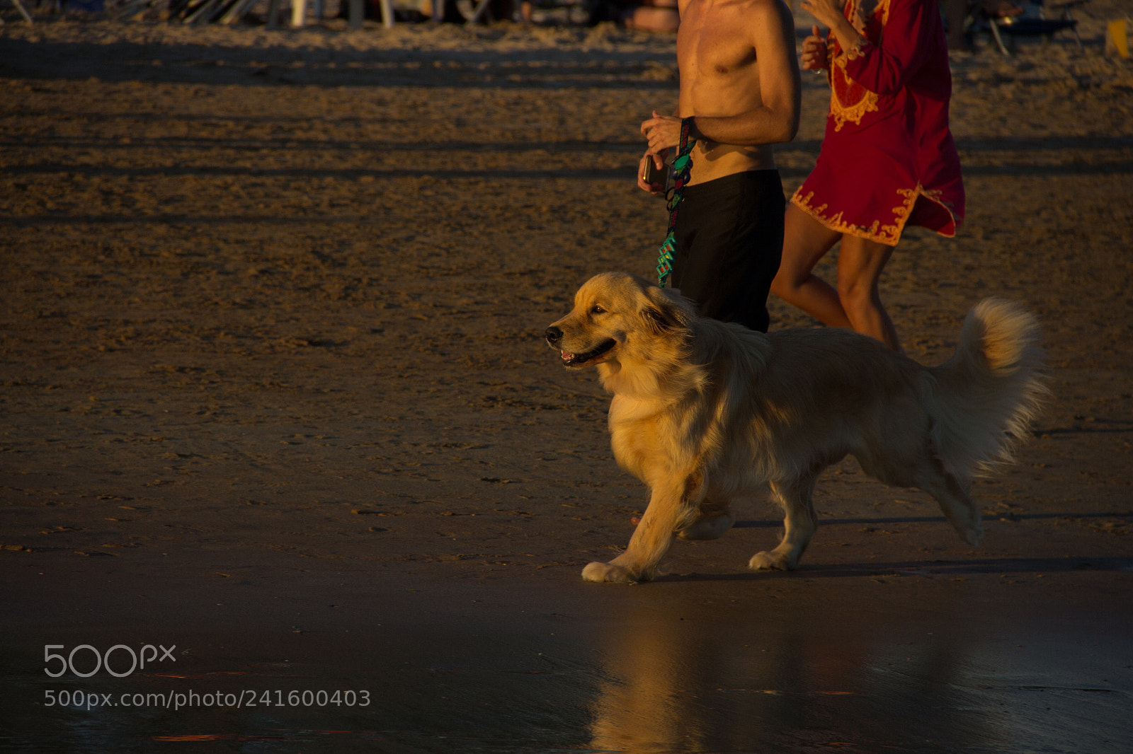 Canon EOS 60D sample photo. Golden photography