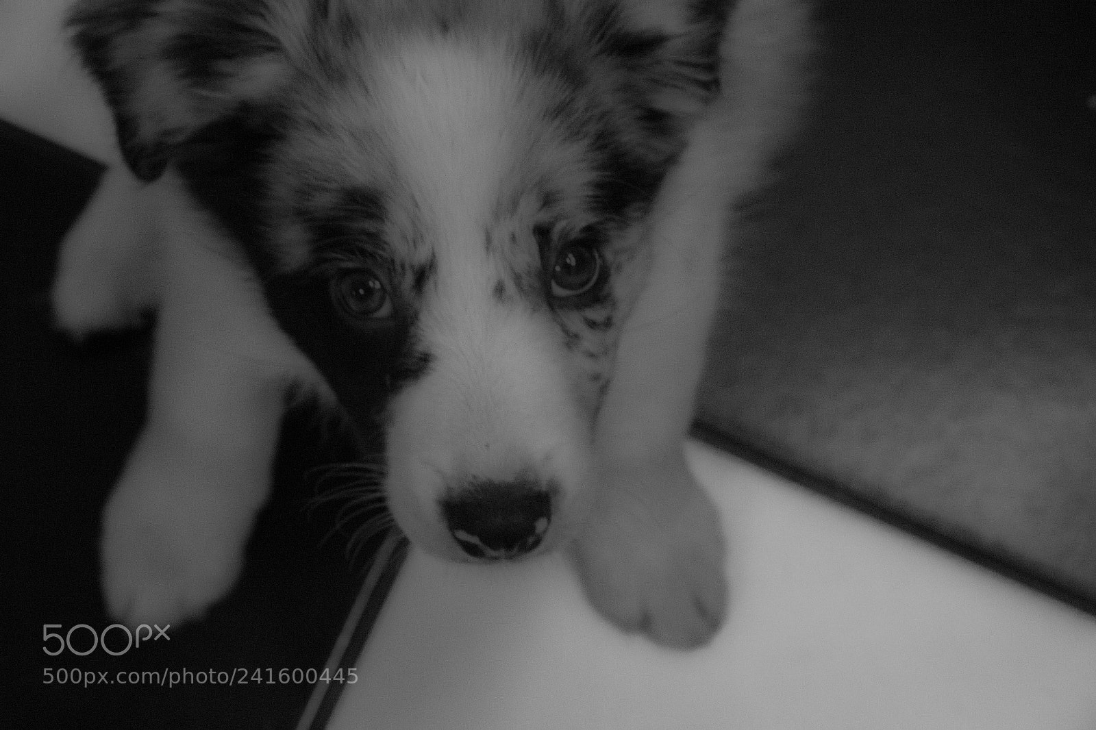 Canon EOS 60D sample photo. Floki photography