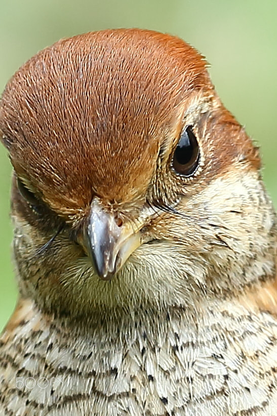 Canon EF 400mm F2.8L IS II USM sample photo. 牛头伯劳 photography