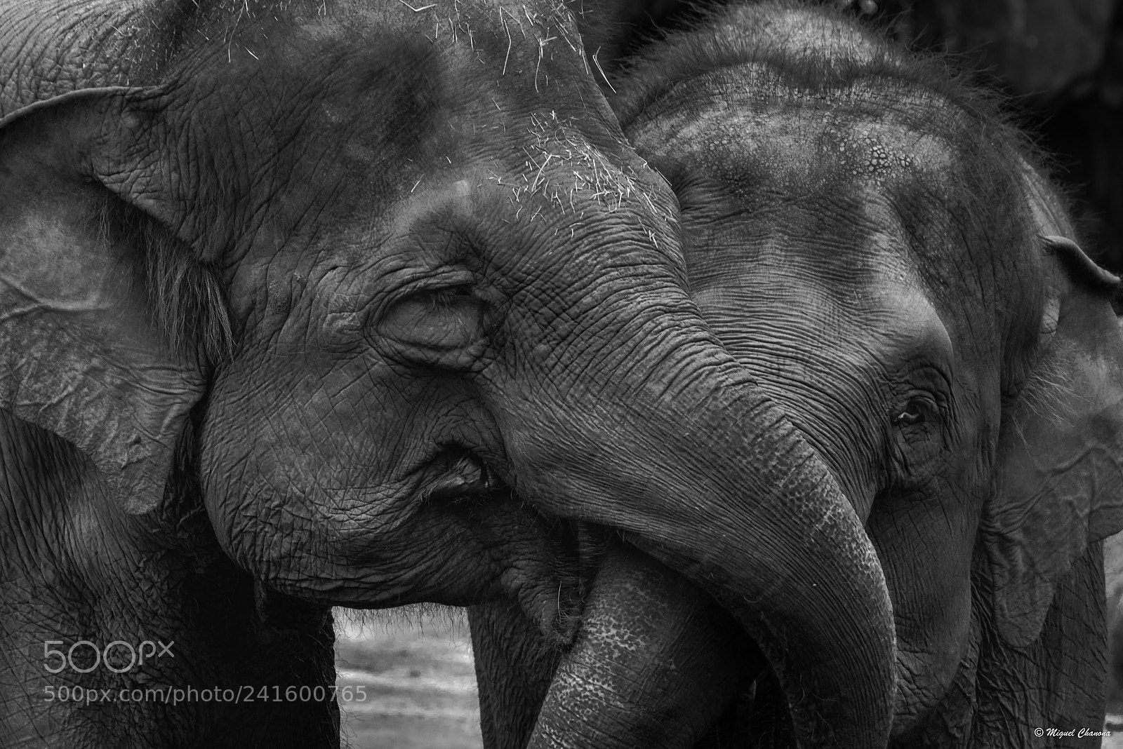 Nikon D800 sample photo. Baby elephants photography