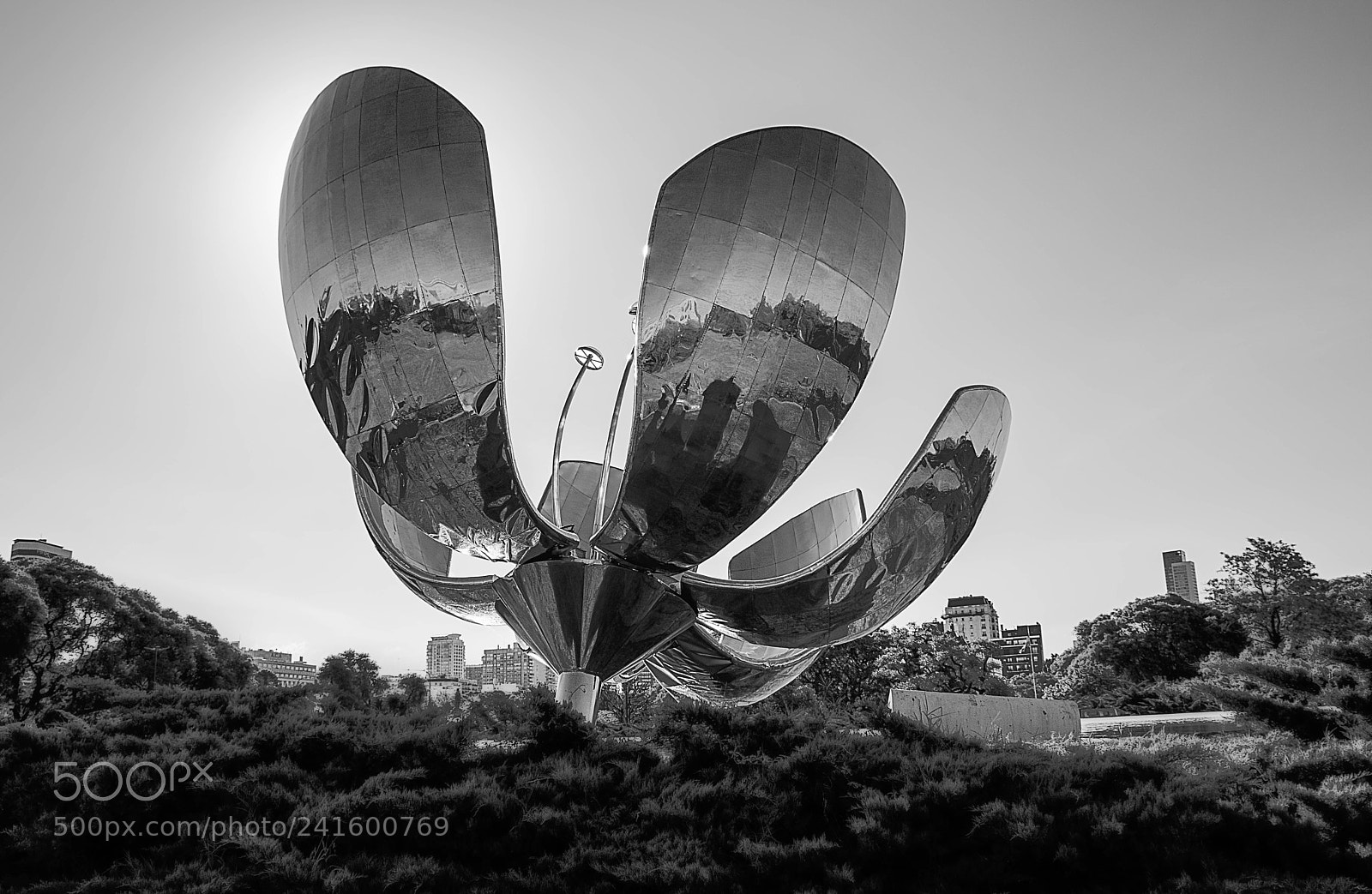 Nikon D7200 sample photo. Floralis genérica photography