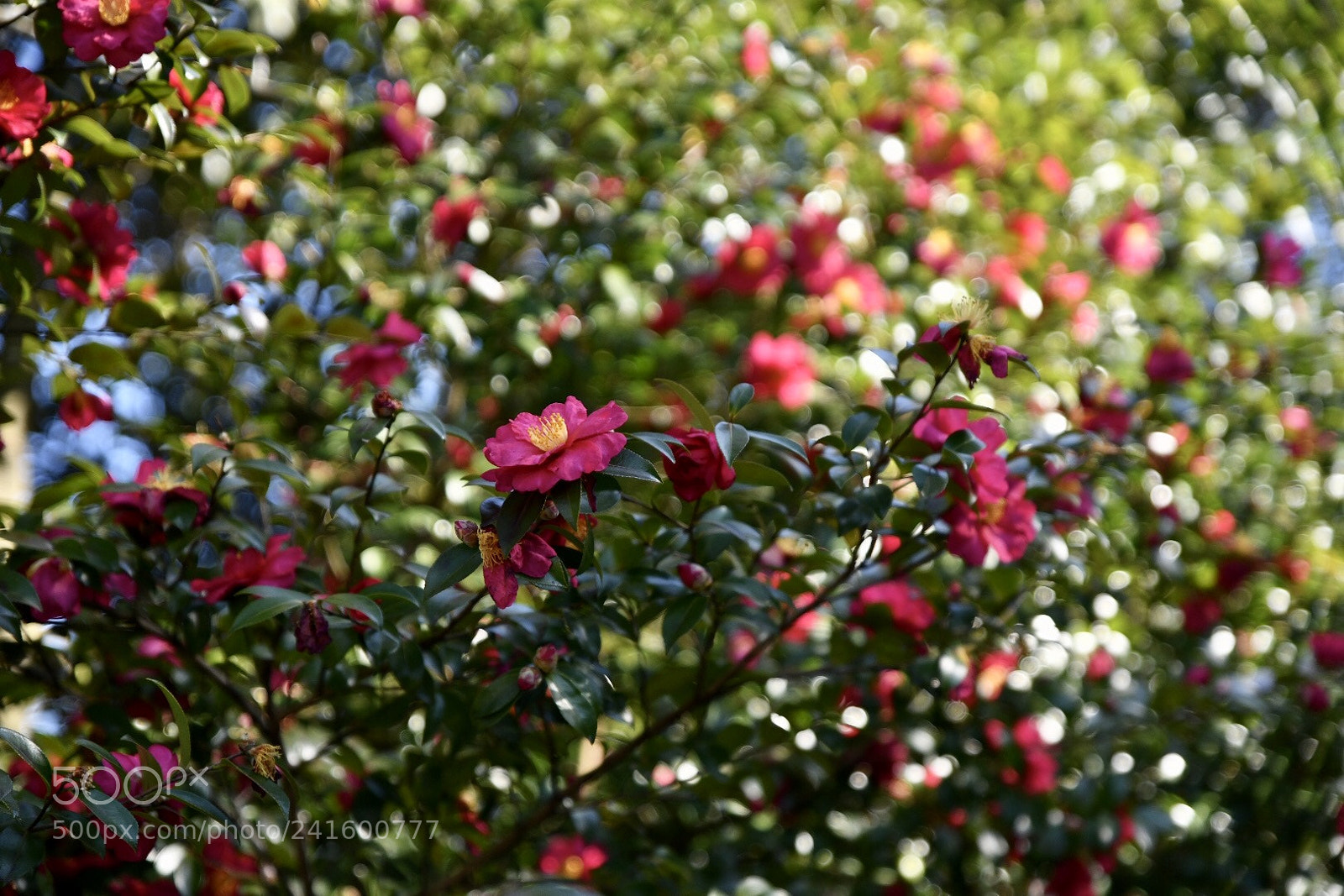 Nikon D850 sample photo. Untitled photography
