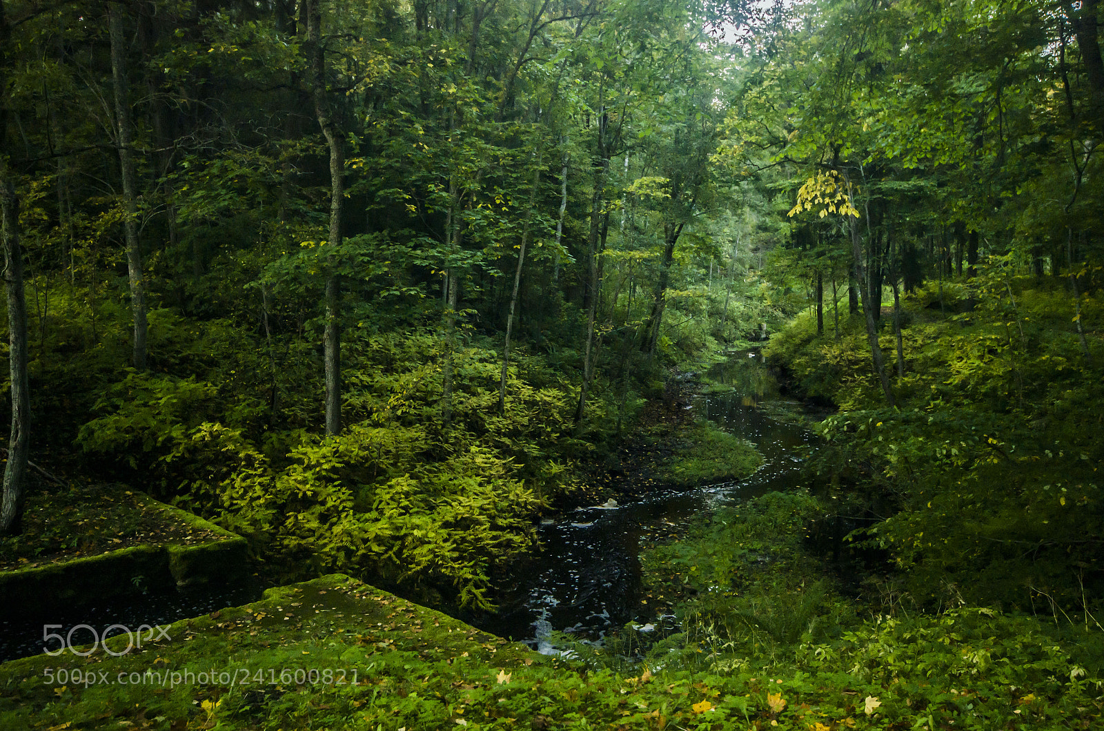 Pentax K-5 sample photo. Forest. photography
