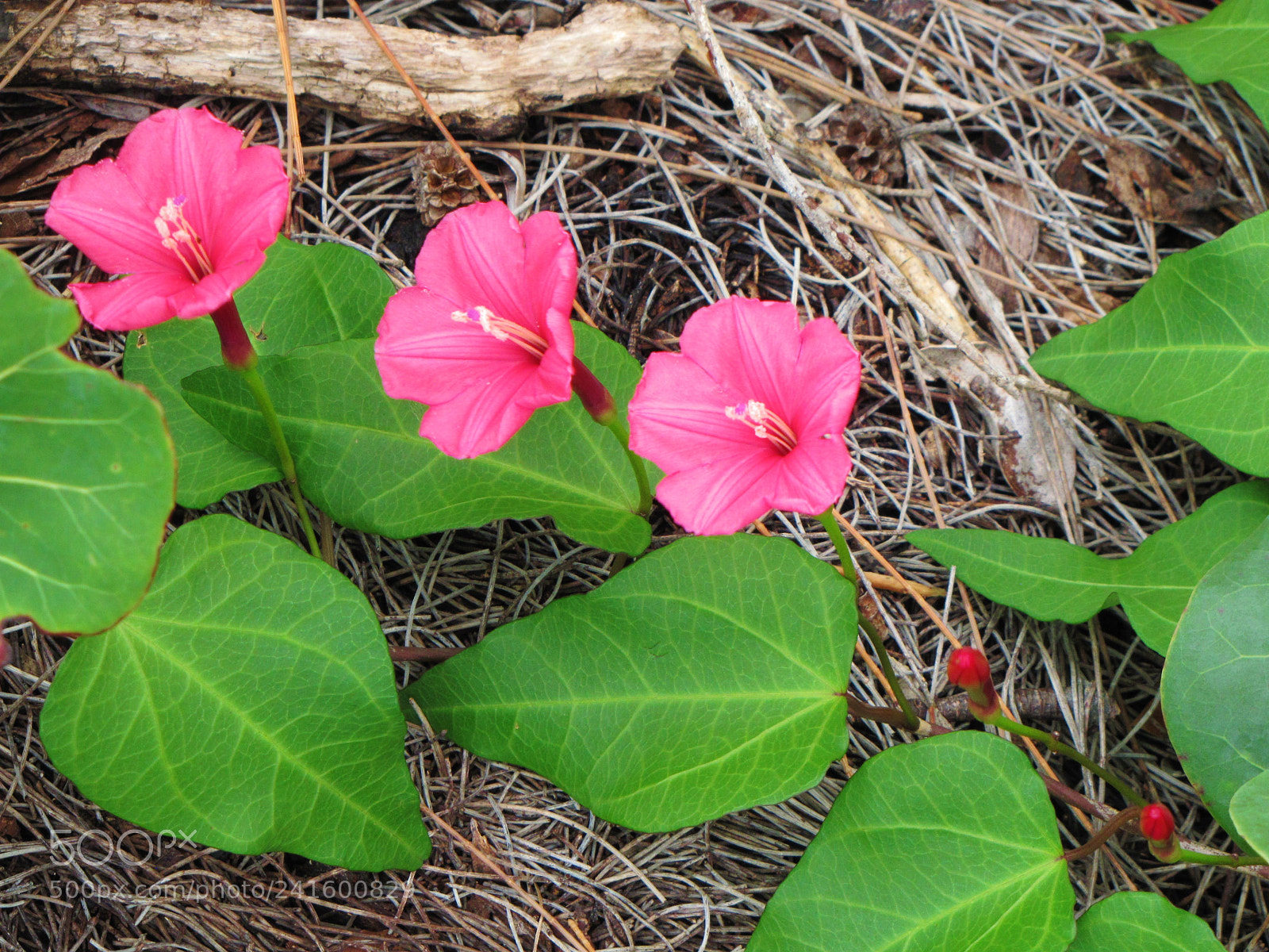 Canon PowerShot SX20 IS sample photo. Triplets photography